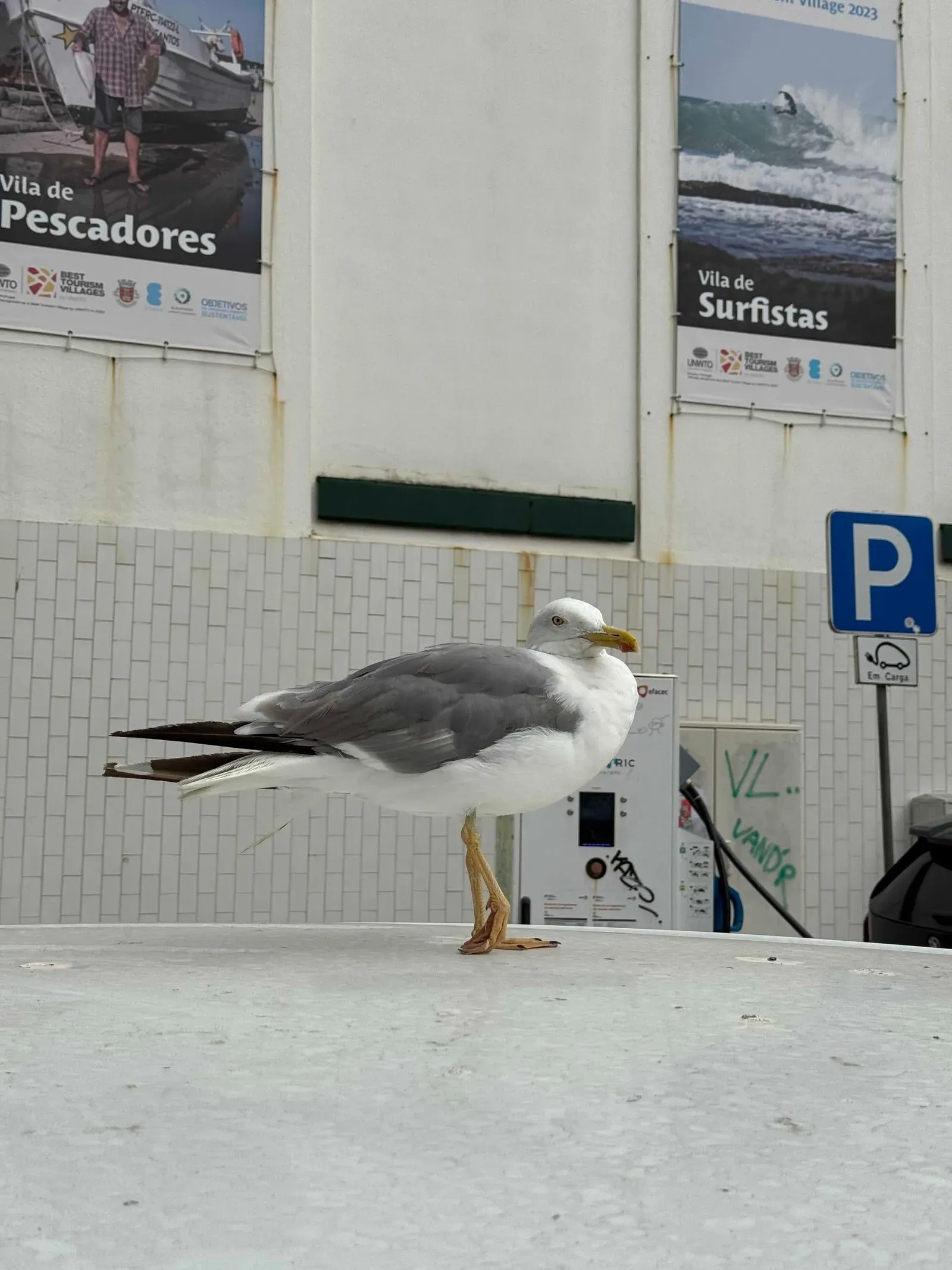 Азоры, август 2025