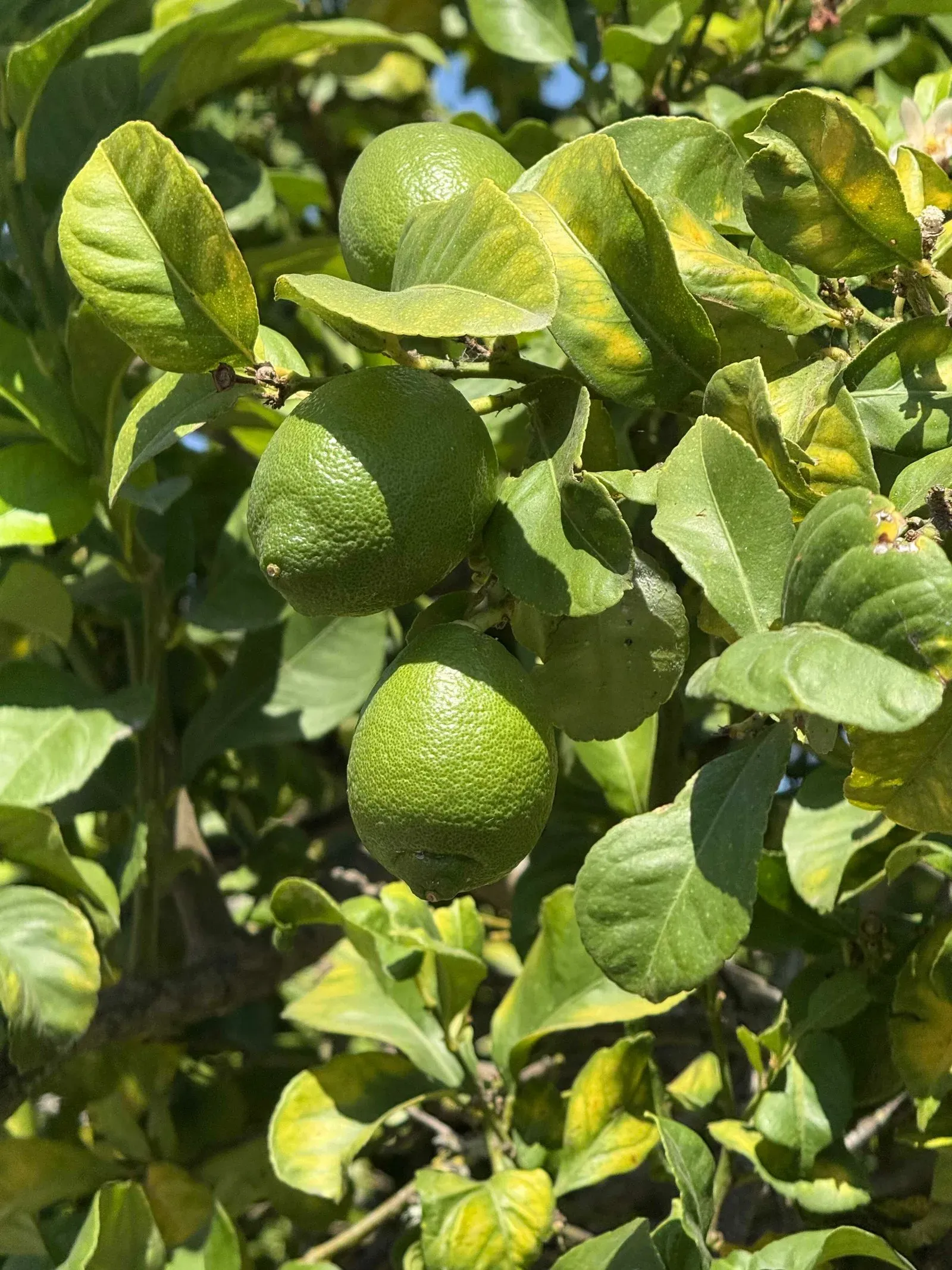 Азоры, август 2025