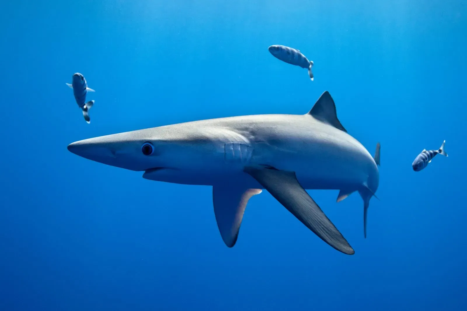 Азоры, август 2025