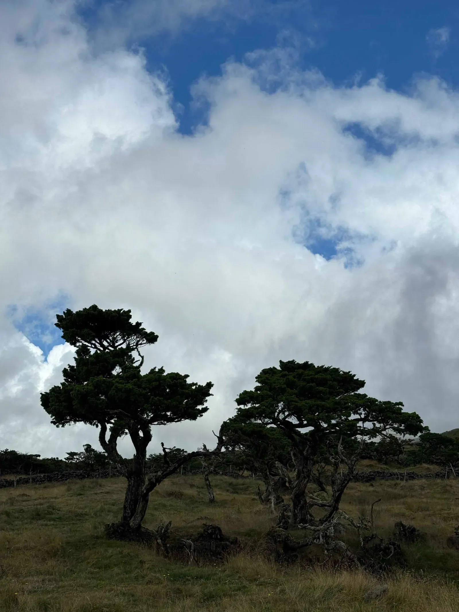 Азоры, август 2025