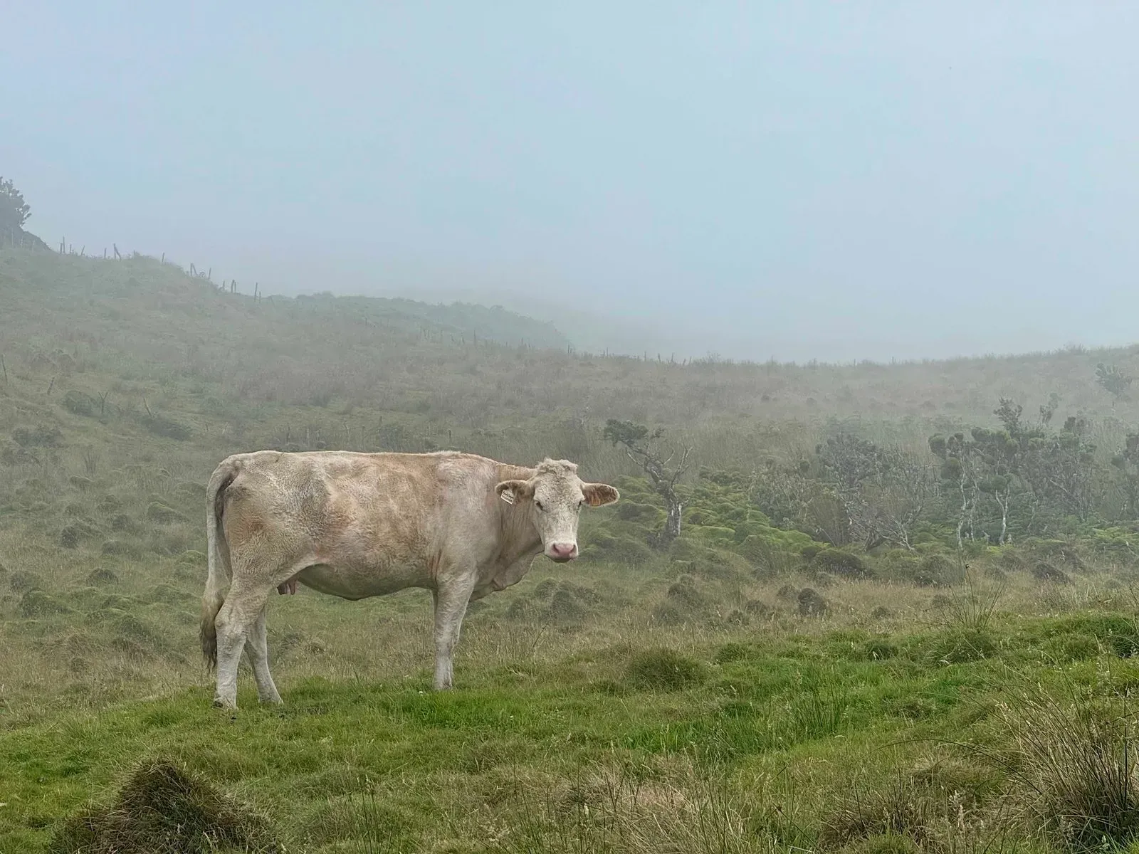 Азоры, август 2025