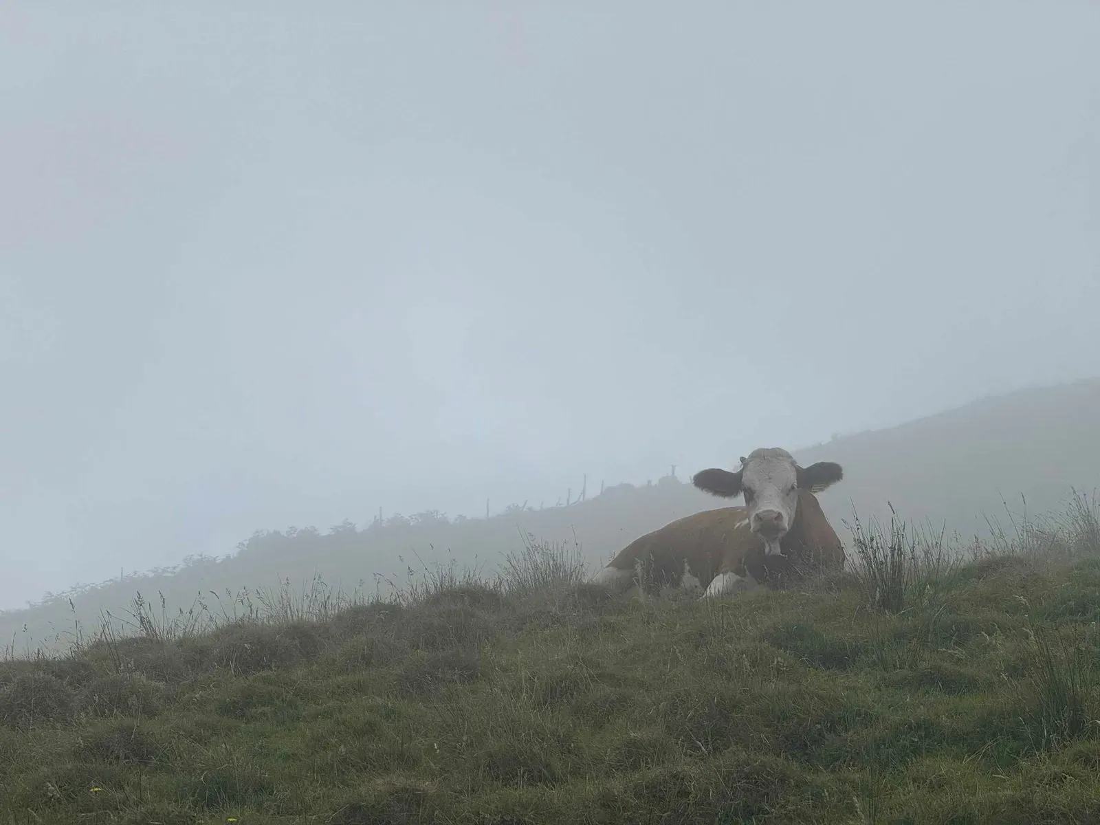 Азоры, август 2025