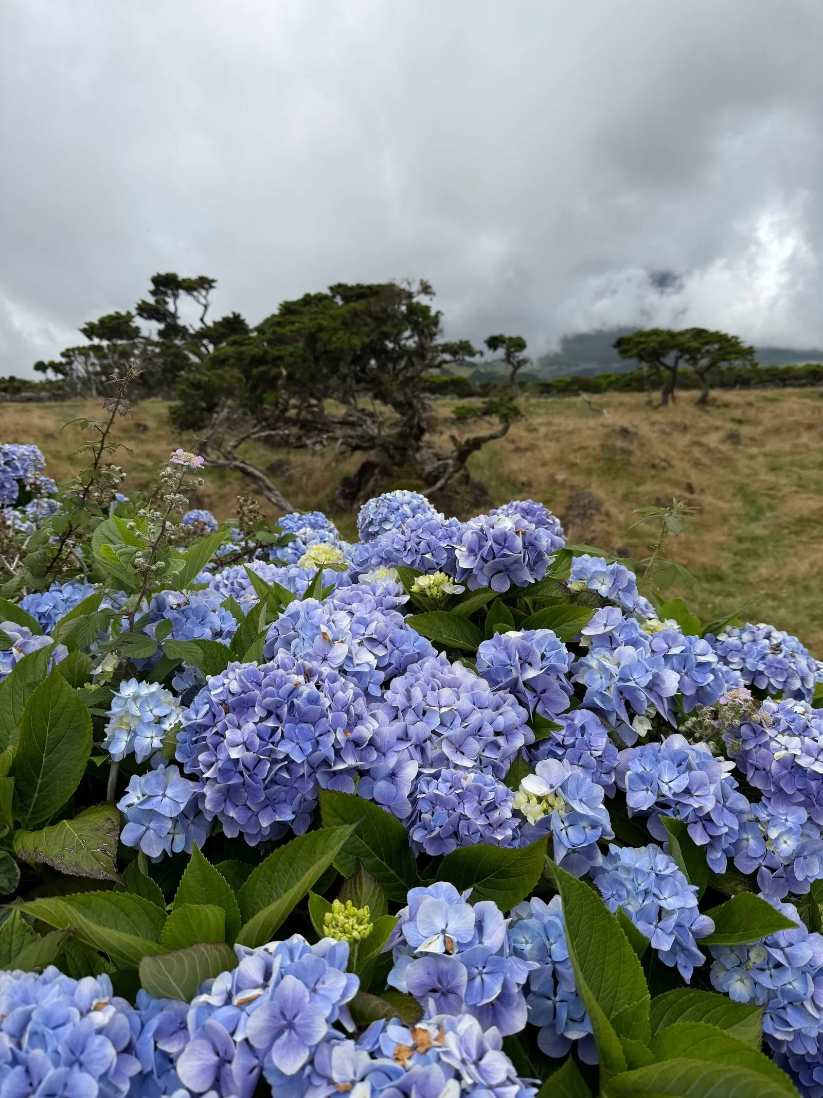 Азоры, август 2025