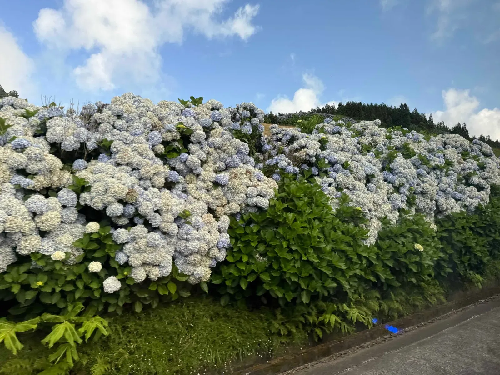 Азоры, август 2025