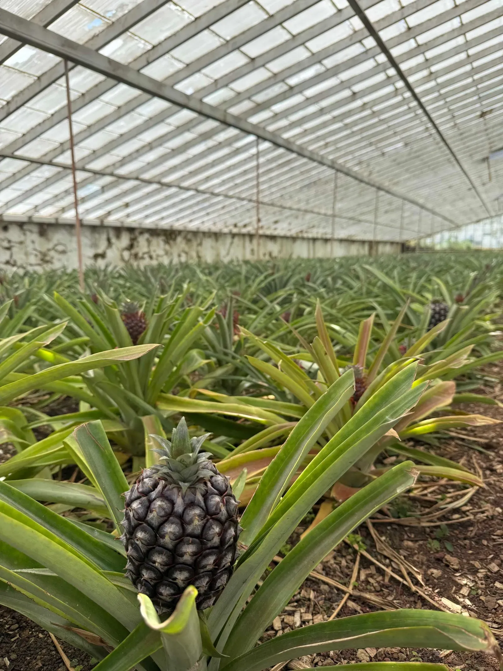 Азоры, август 2025