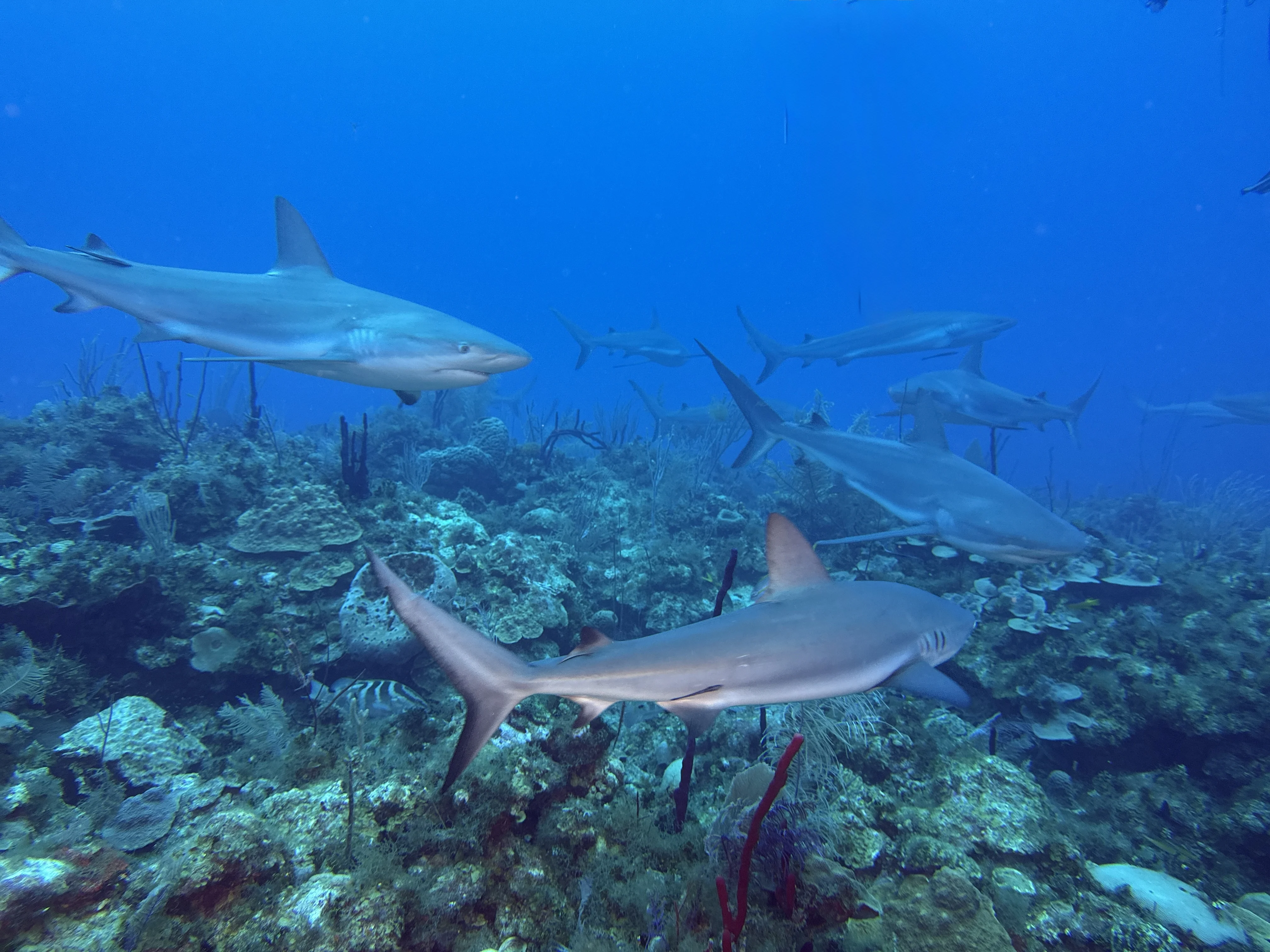 Путешествие на Кубу — дайвинг в Садах Королевы, январь 2026