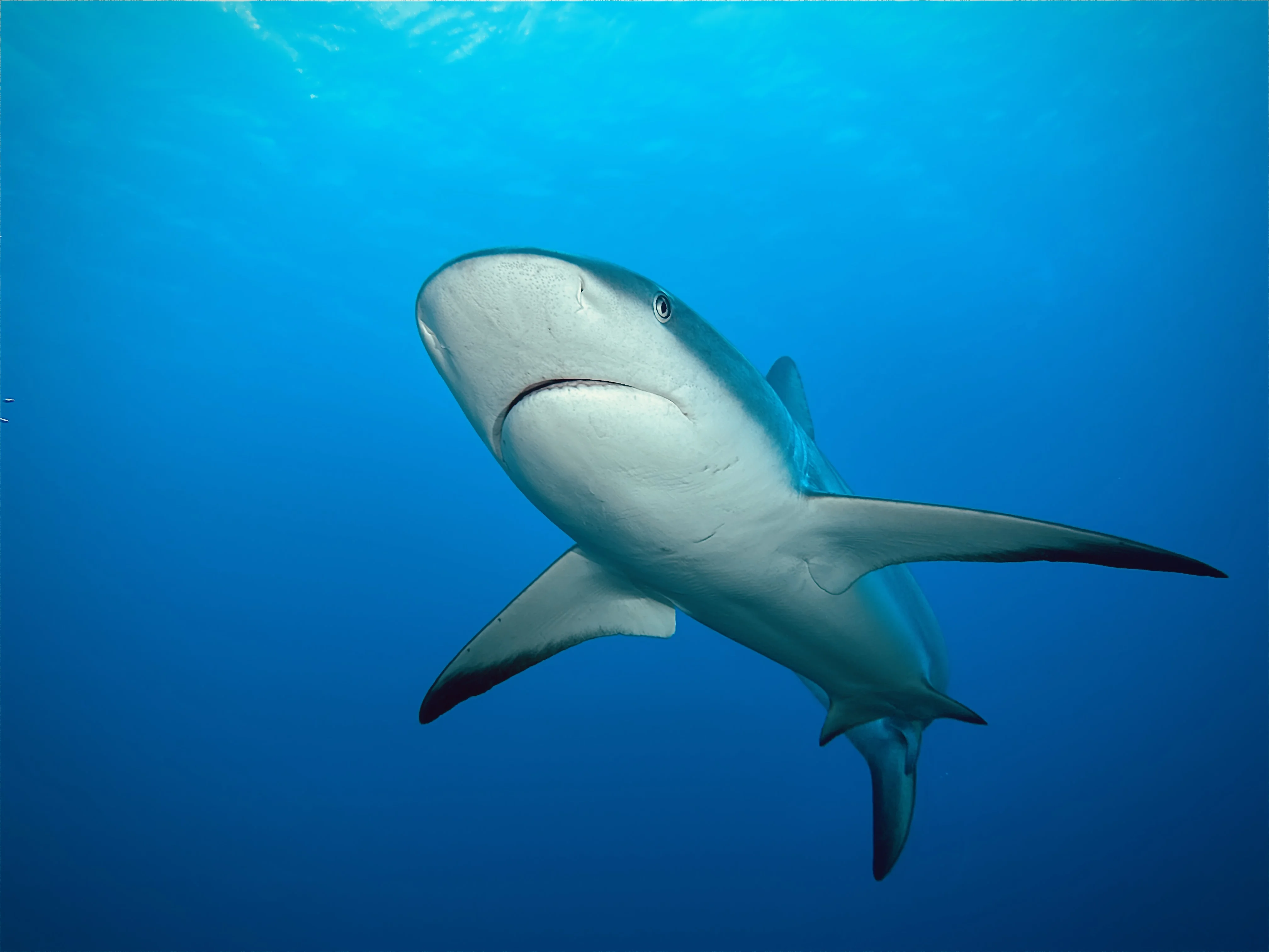 Рифовая акула — серебристое брюхо в полуметре от камеры