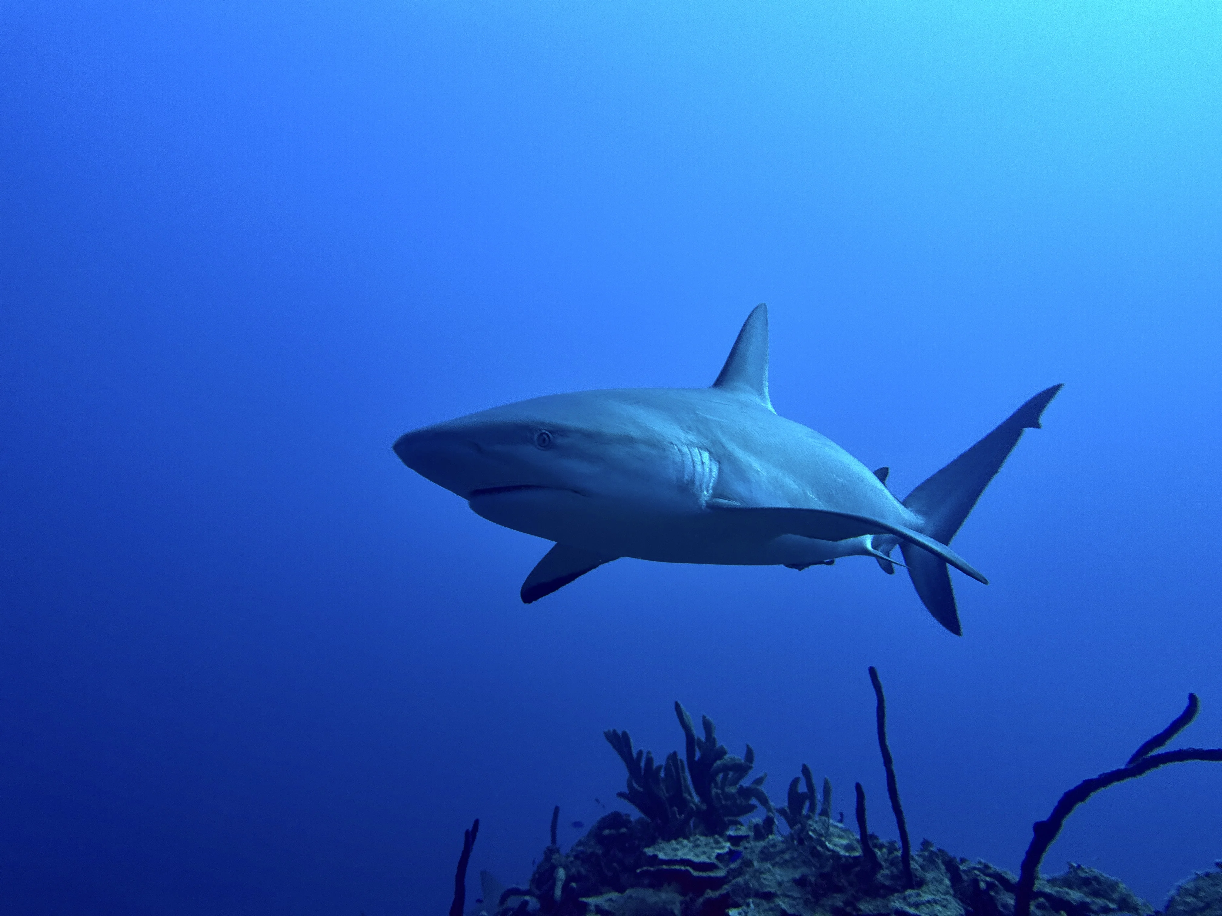 Одинокая рифовая акула в толще голубой воды