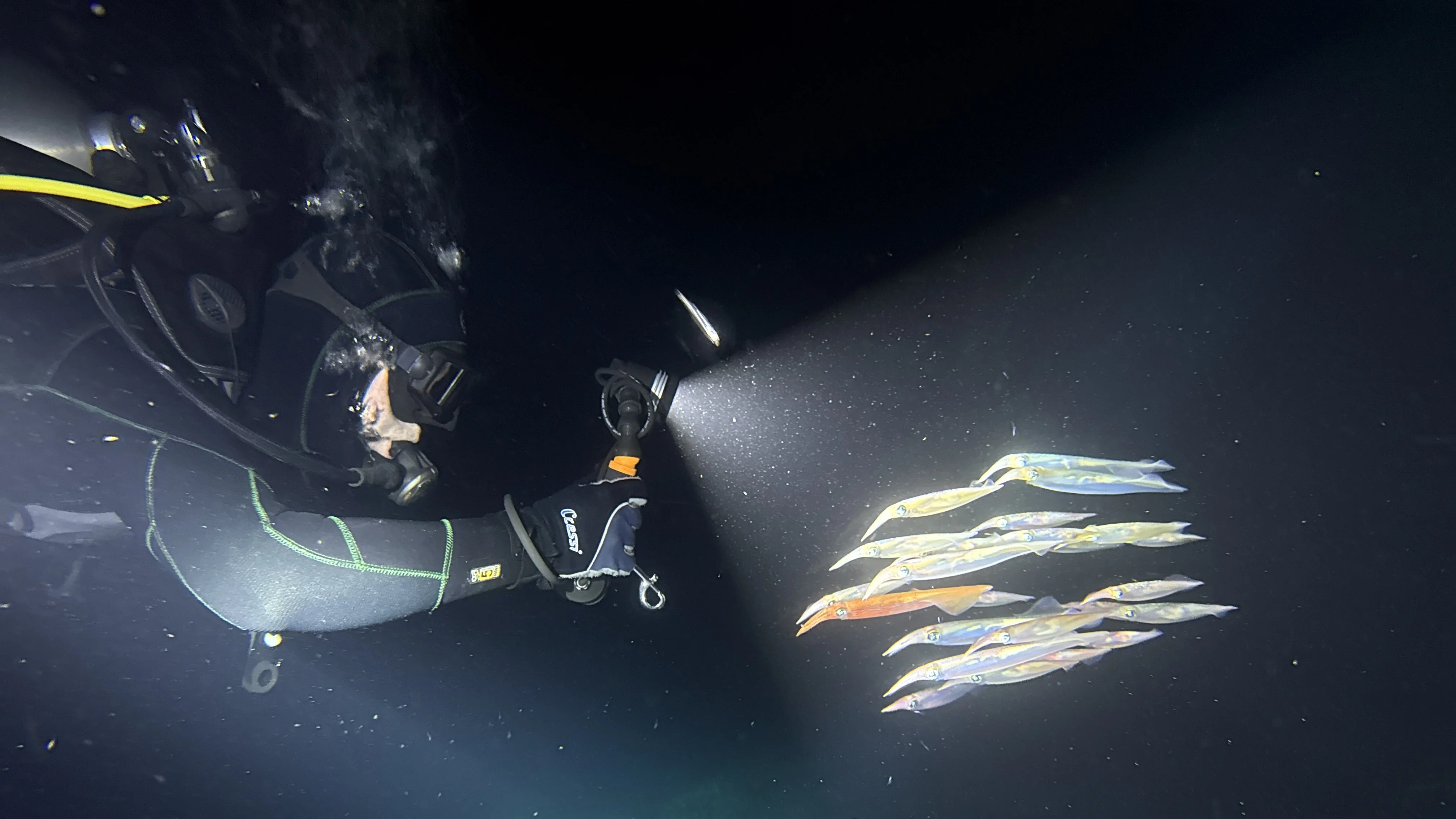 Ночной дайв — кальмары зависли в конусе света