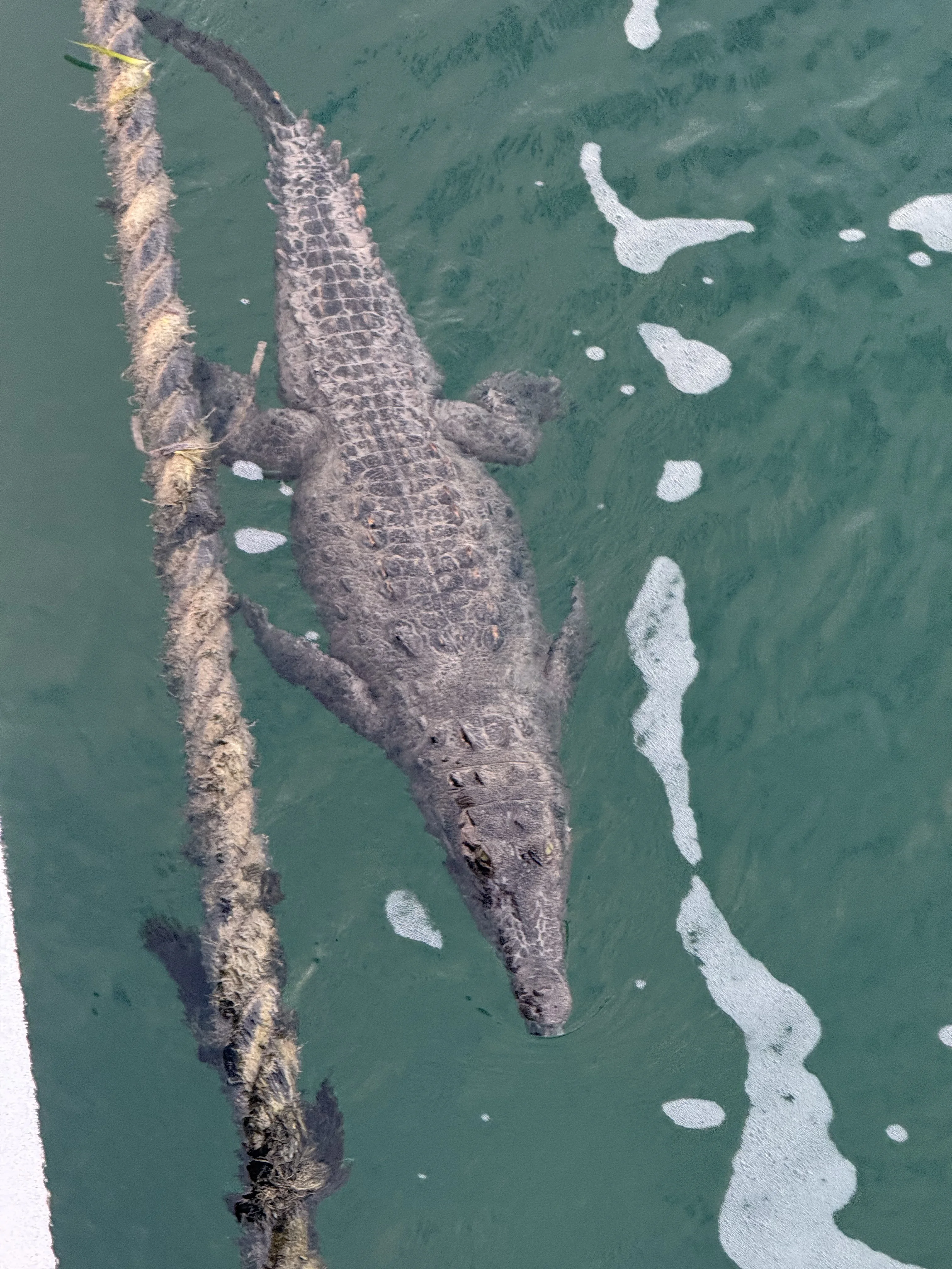 Крокодил вдоль швартового троса Avalon IV