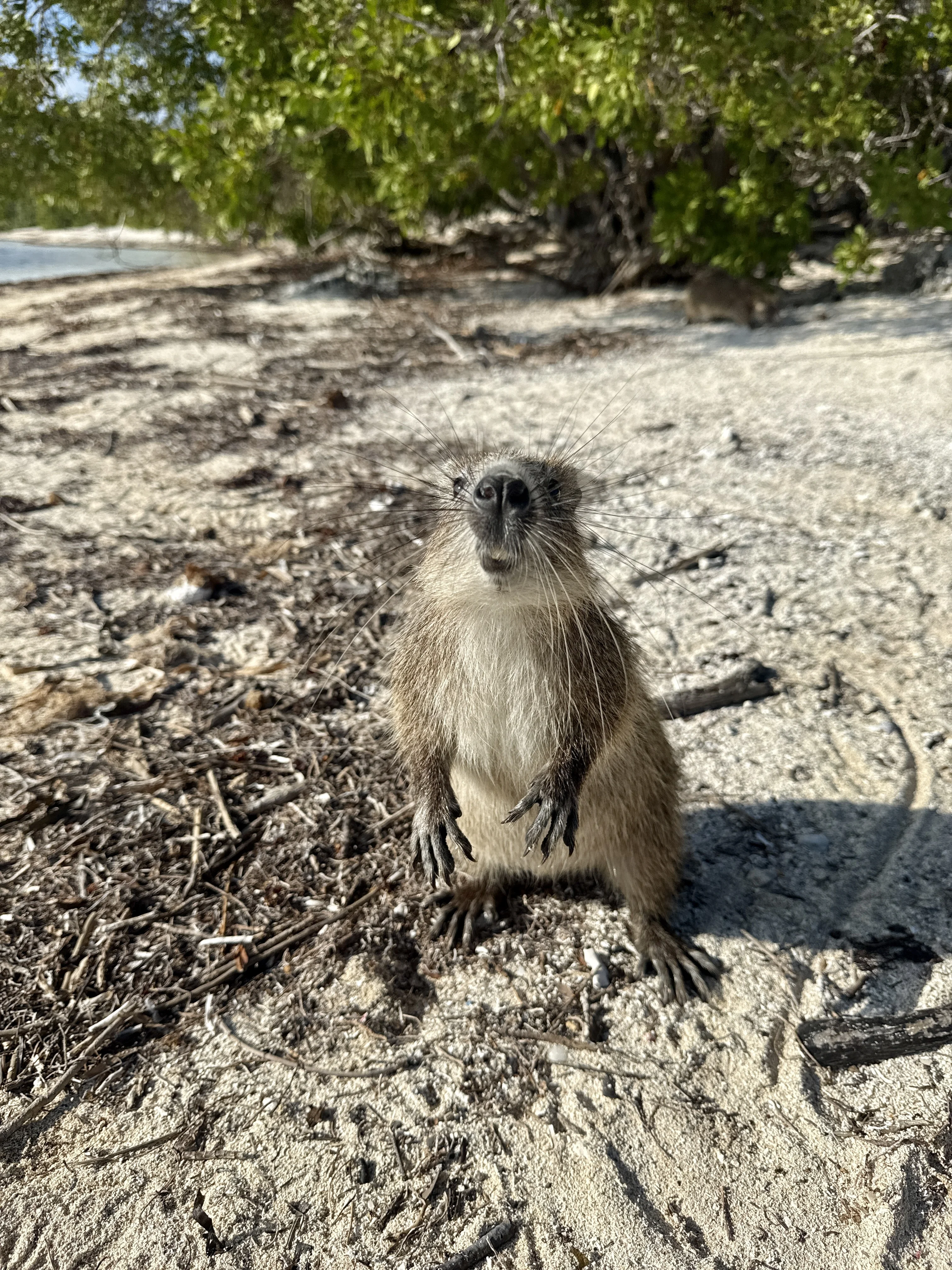 Хутия — сидит на песке, смотрит прямо в камеру