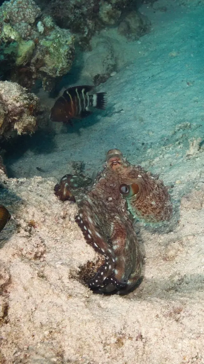 Египет, июль 2025