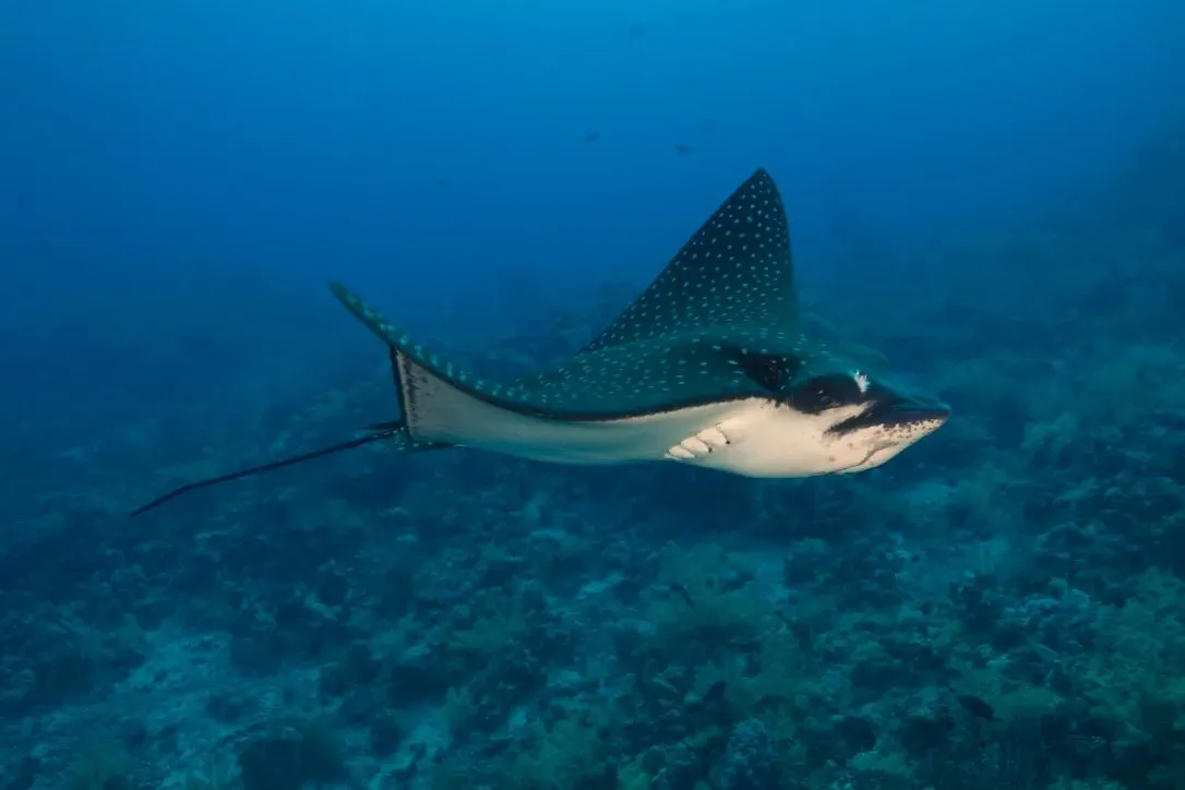 Египет, июль 2025