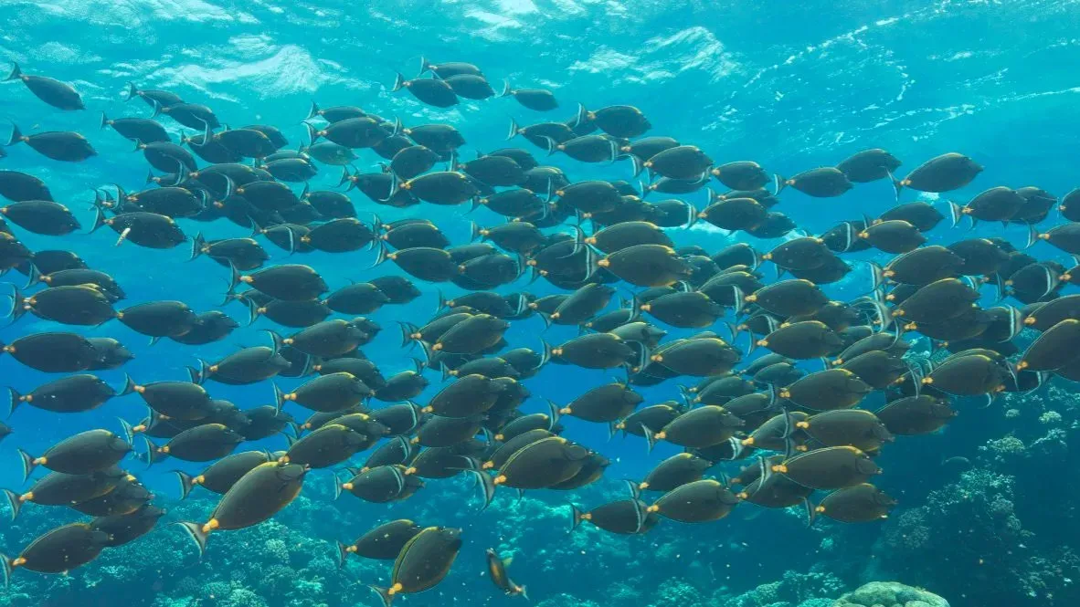 Египет, июль 2025