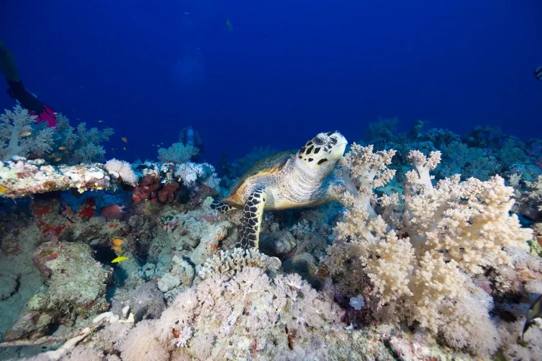 Египет, июль 2025