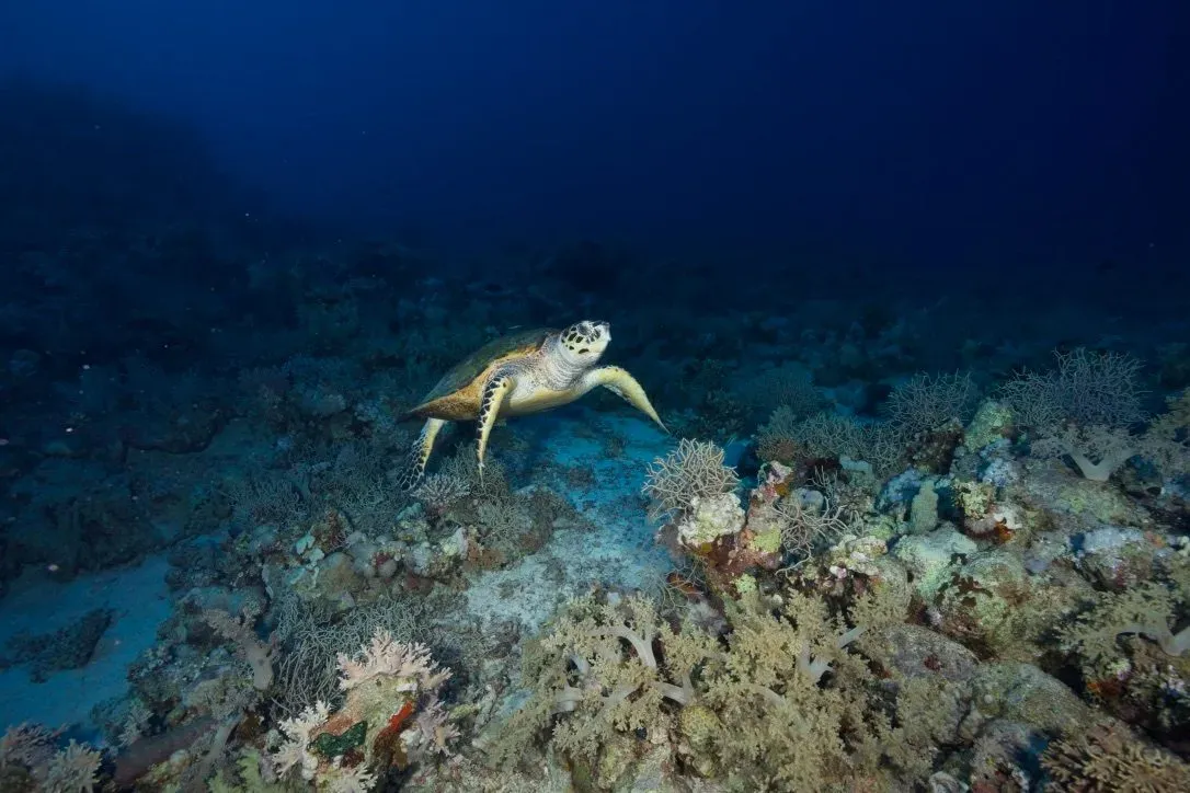 Египет, июль 2025