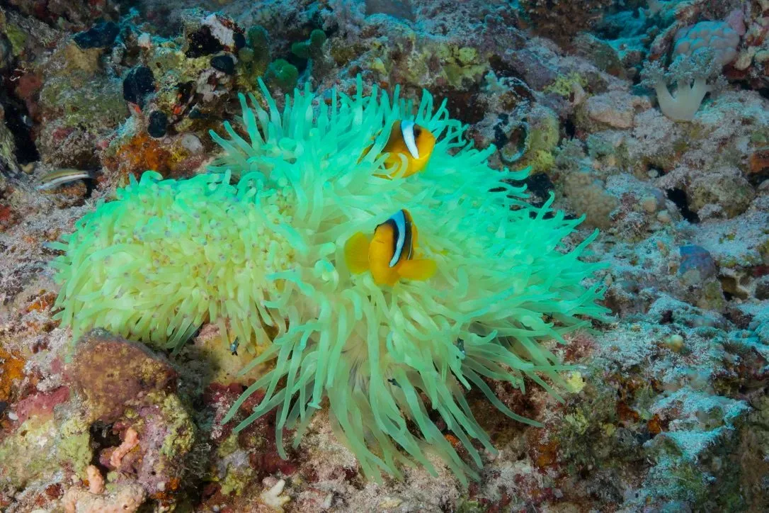 Египет, июль 2025