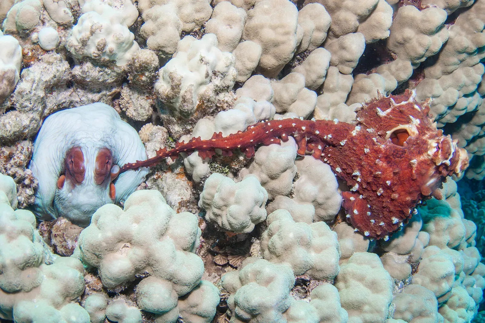 Египет, июнь 2021