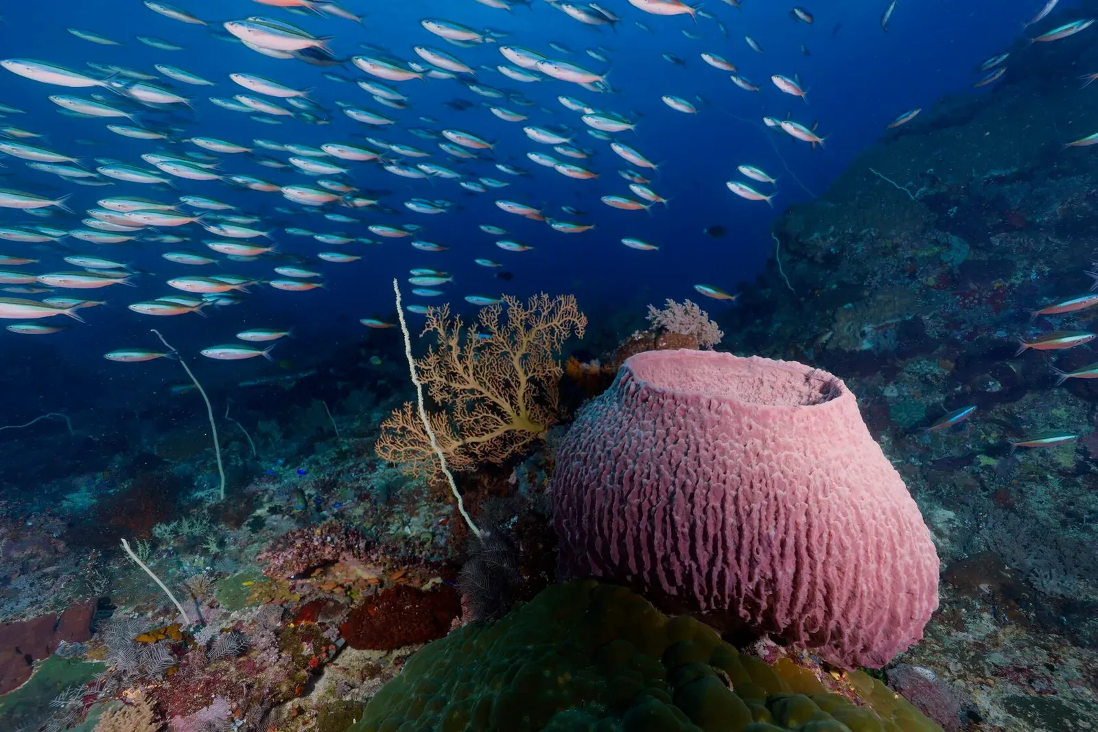 Индонезия, май 2024