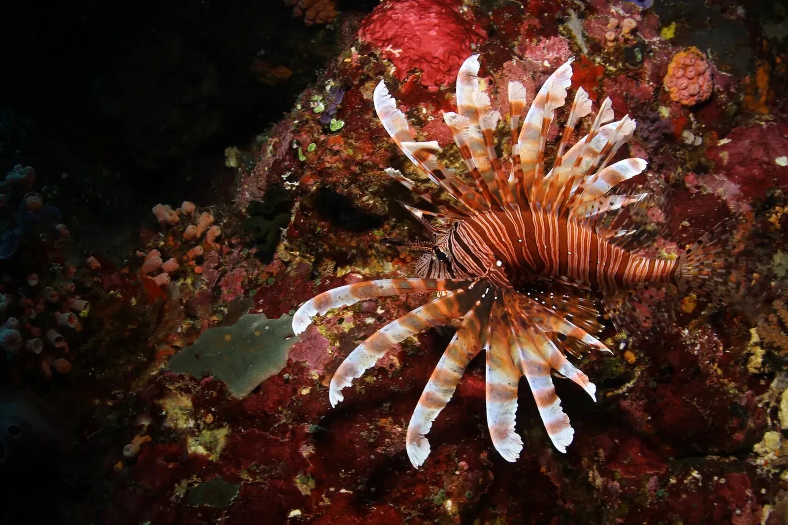 Индонезия, май 2024