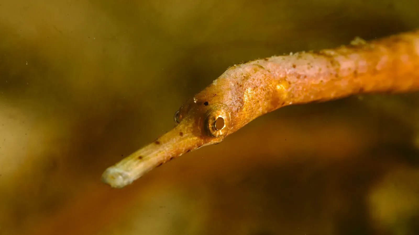 Индонезия, ноябрь 2025