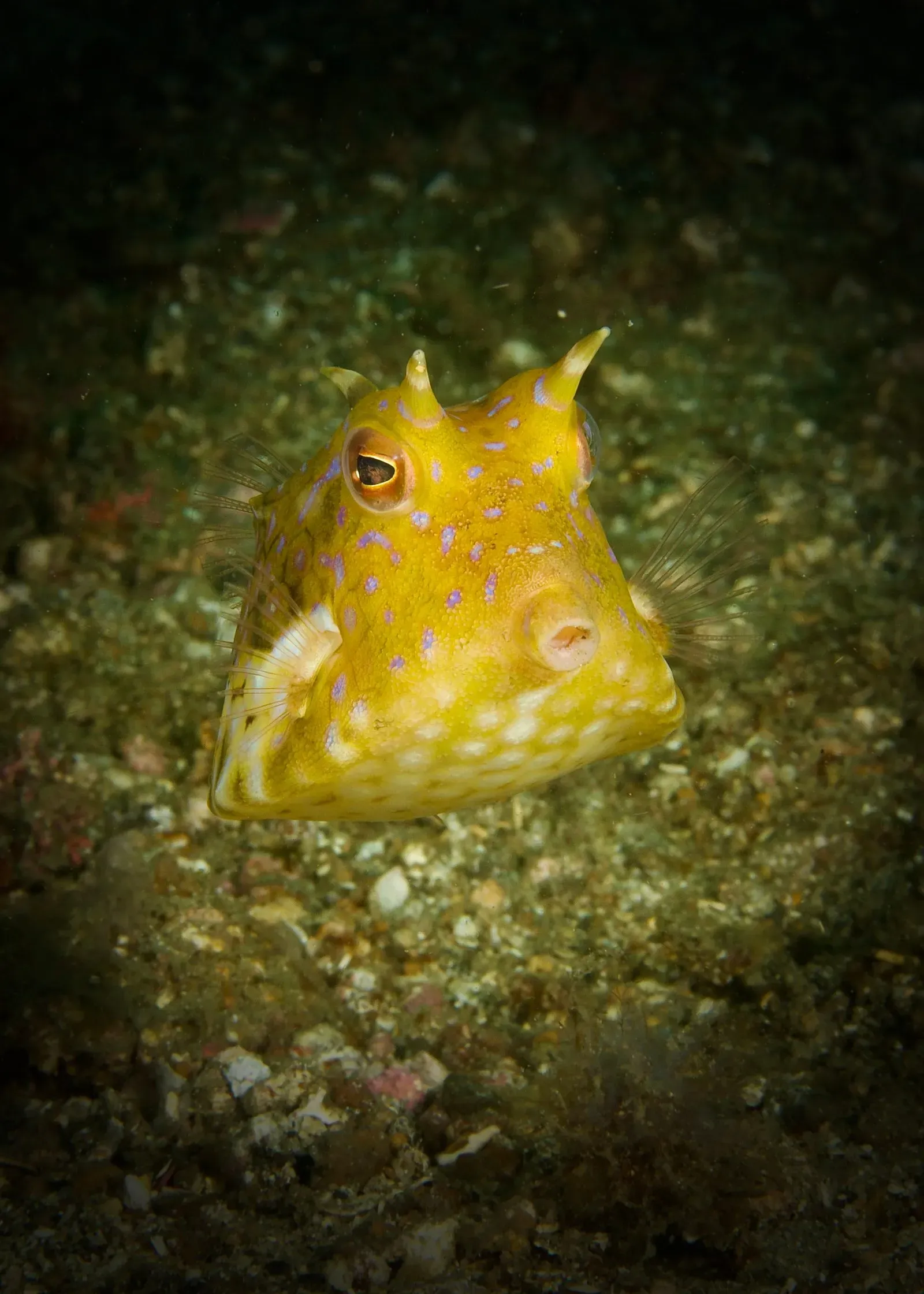 Индонезия, ноябрь 2025