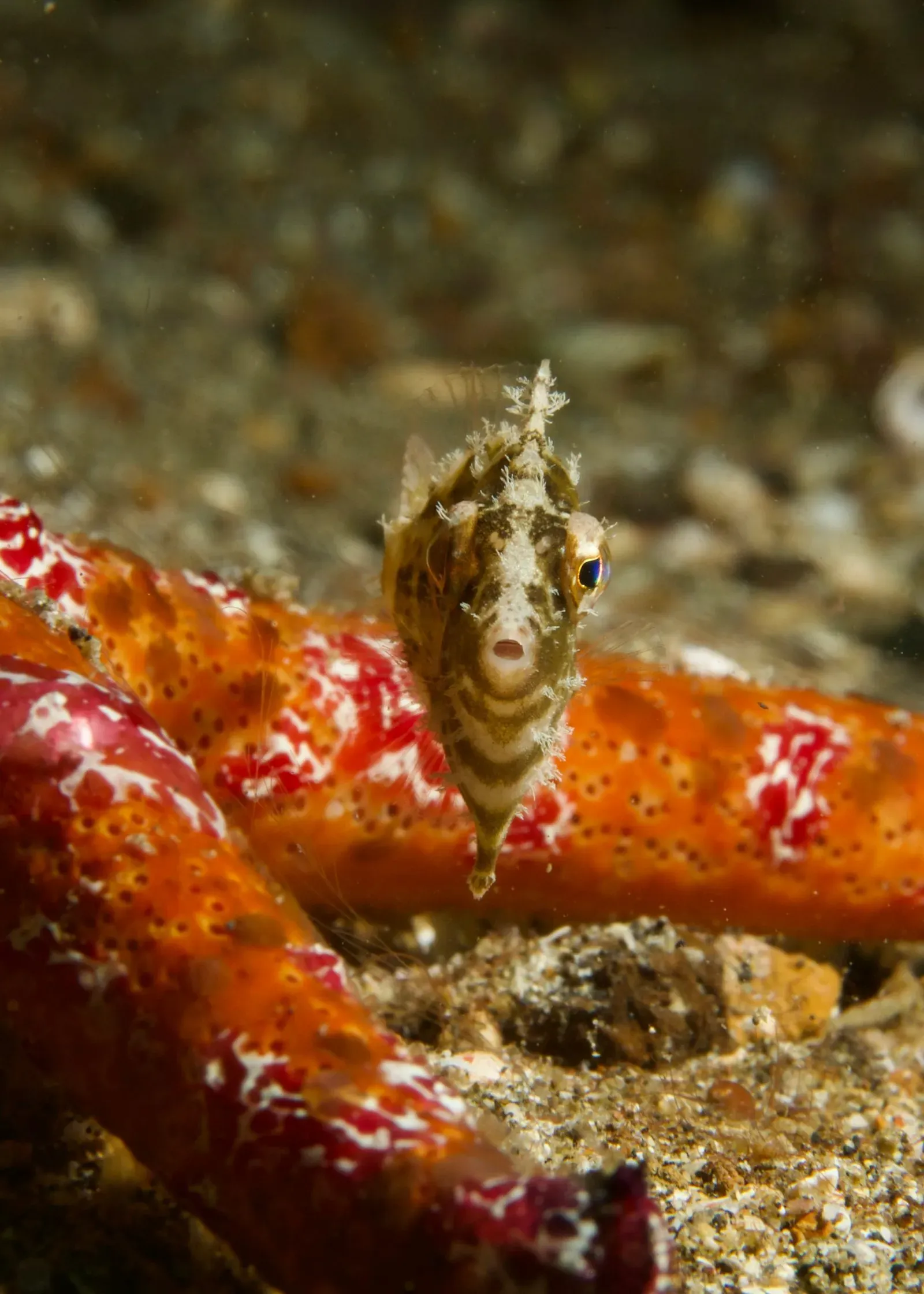 Индонезия, ноябрь 2025