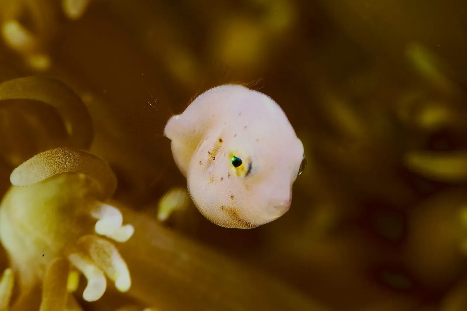 Индонезия, ноябрь 2025