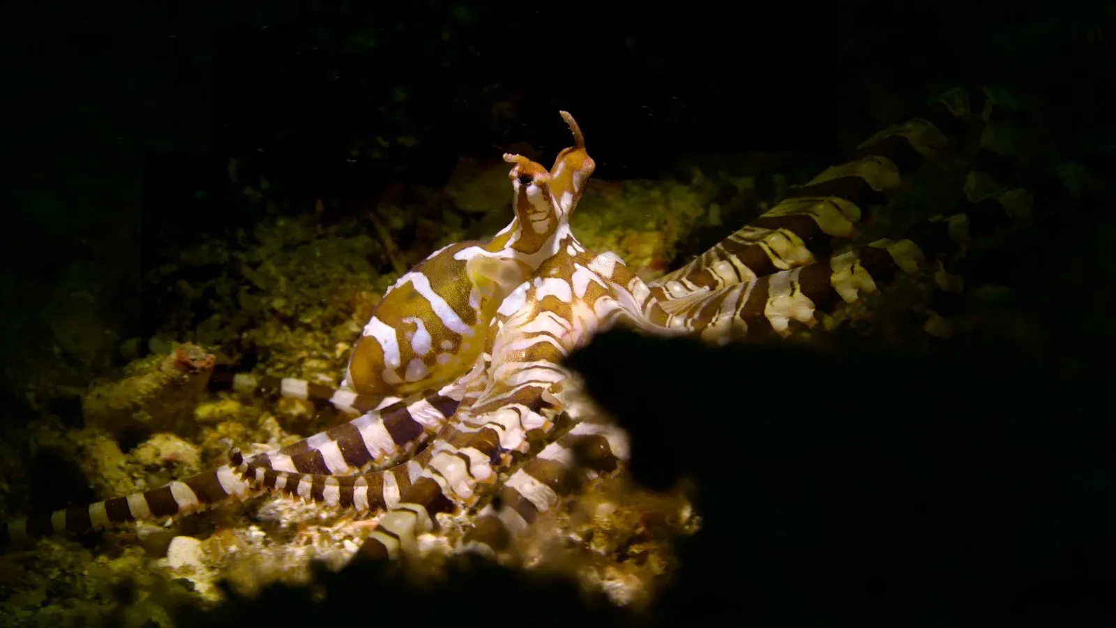 Индонезия, ноябрь 2025