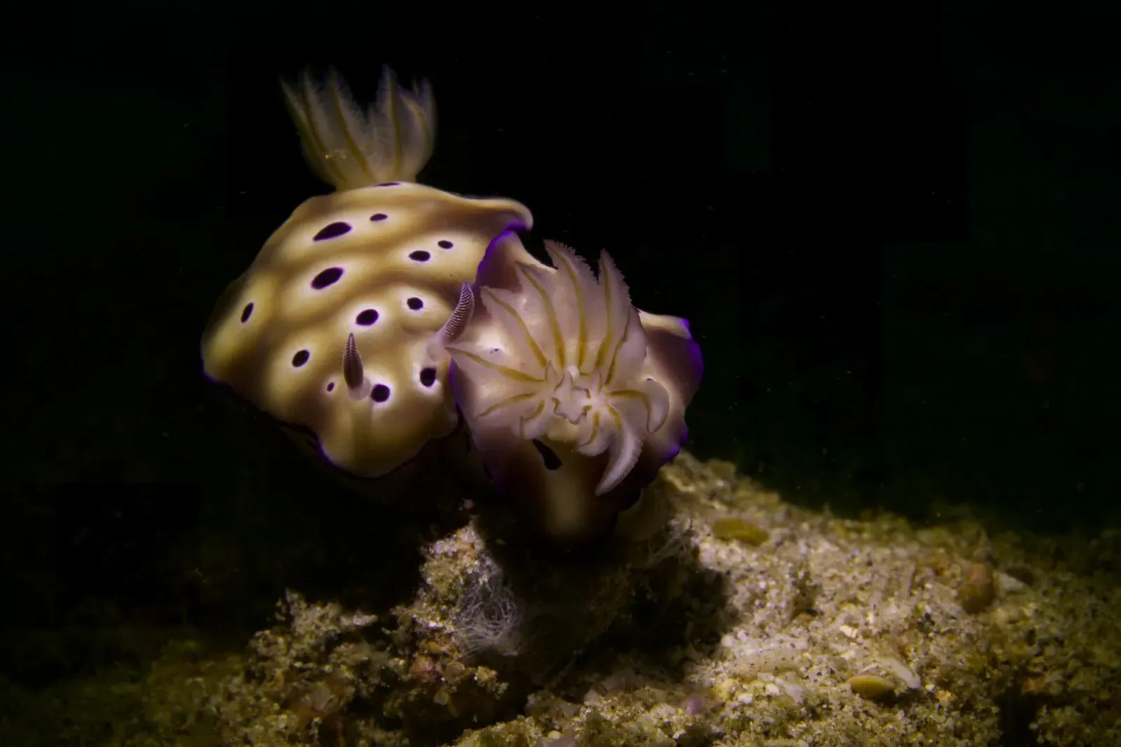 Индонезия, ноябрь 2025