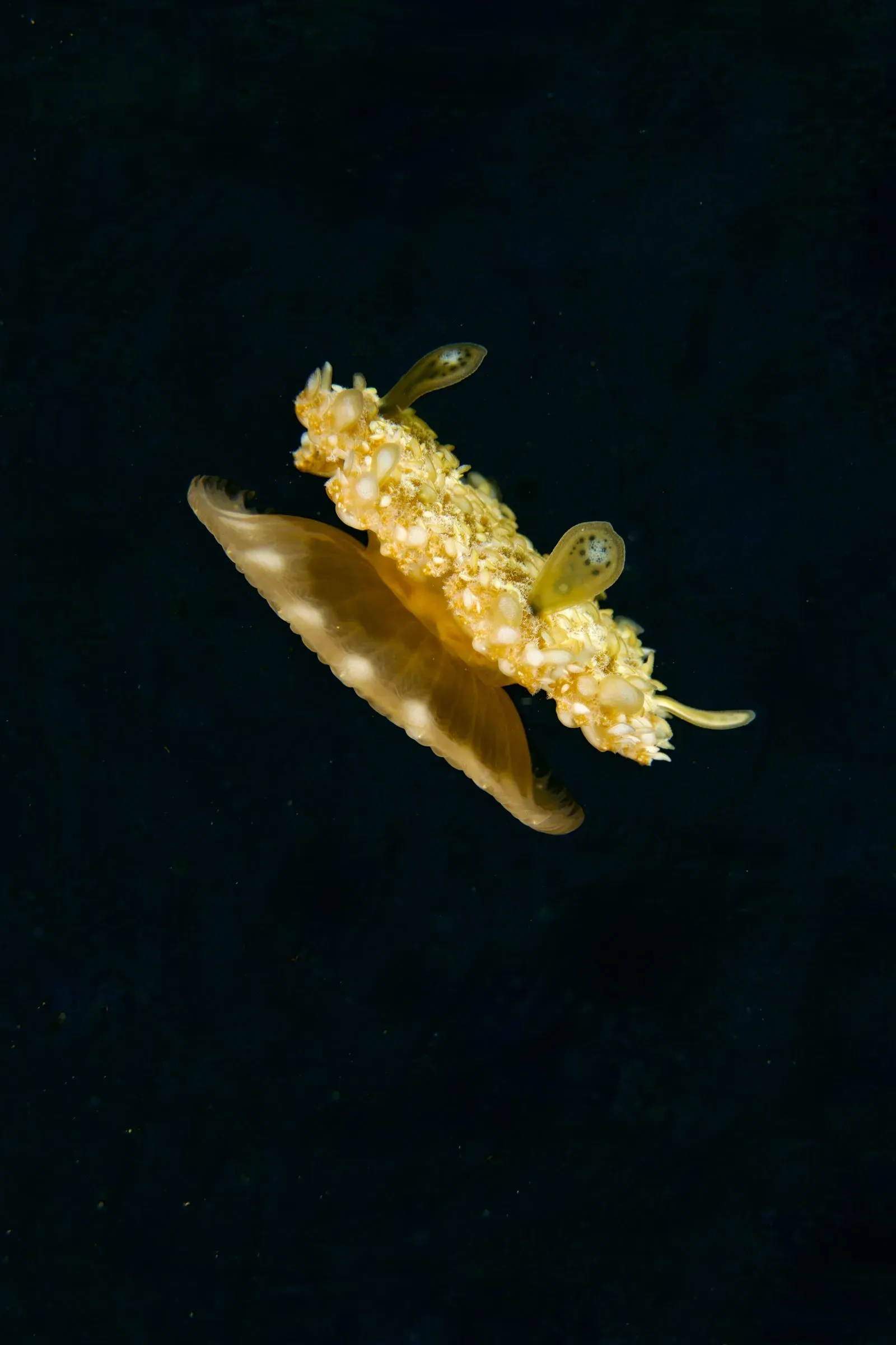 Индонезия, ноябрь 2025