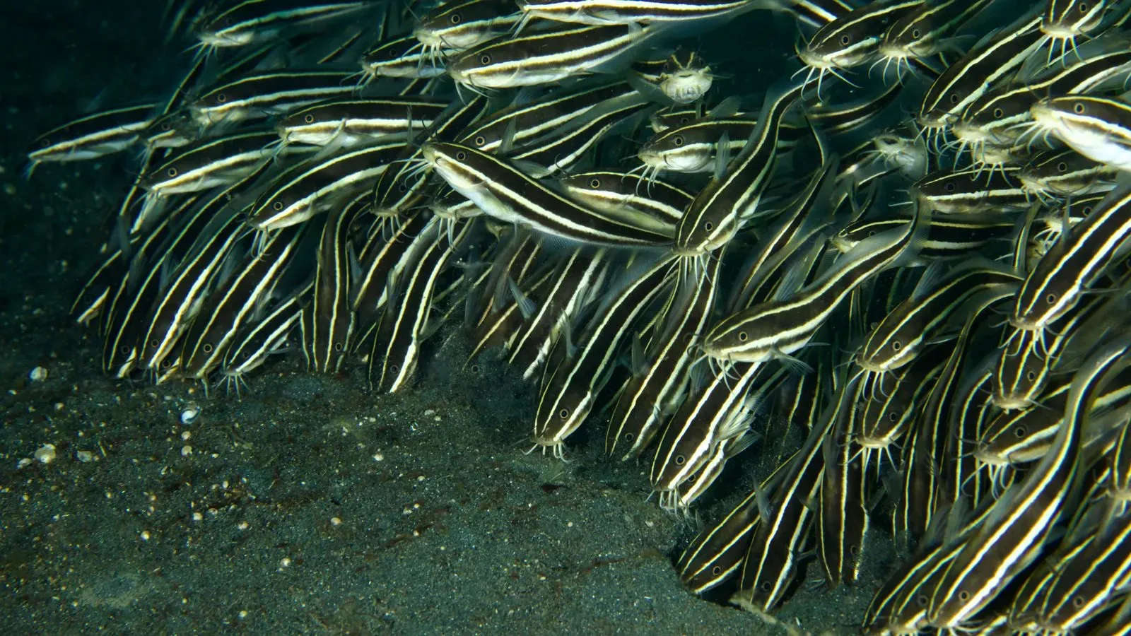 Индонезия, ноябрь 2025