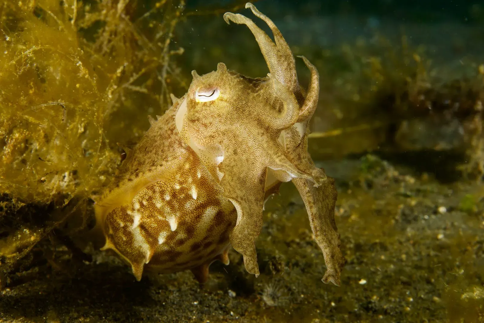 Индонезия, ноябрь 2025