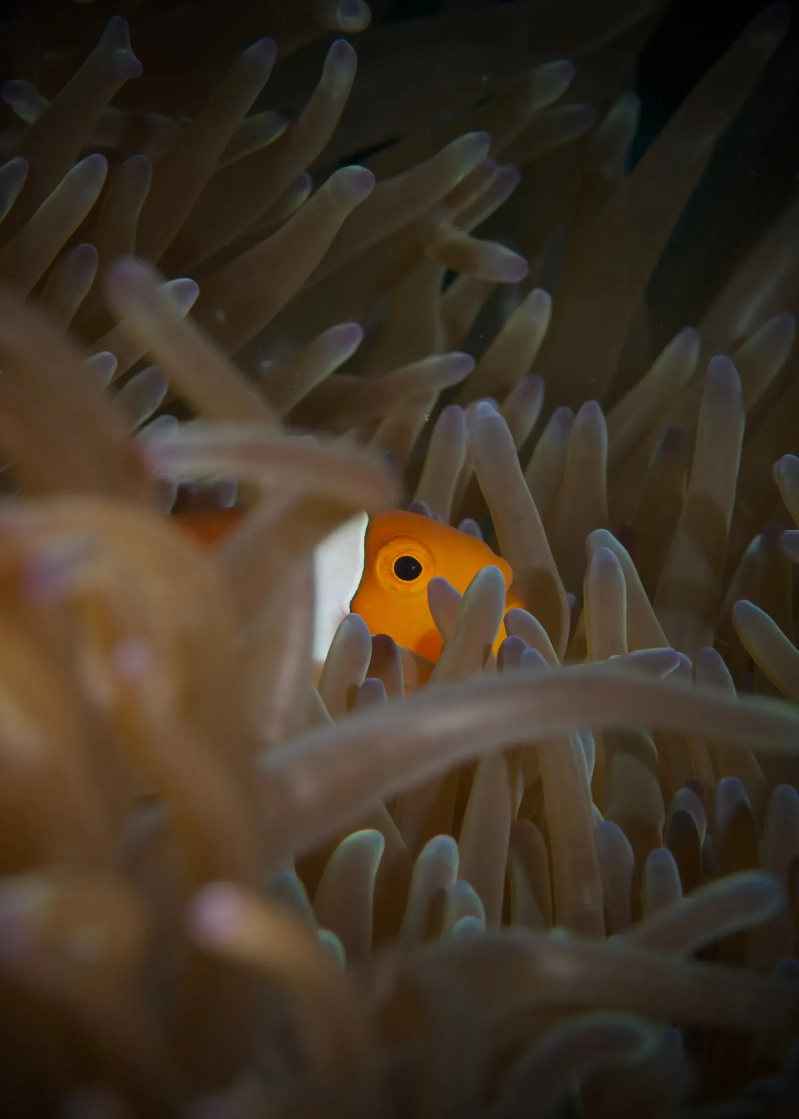 Индонезия, ноябрь 2025