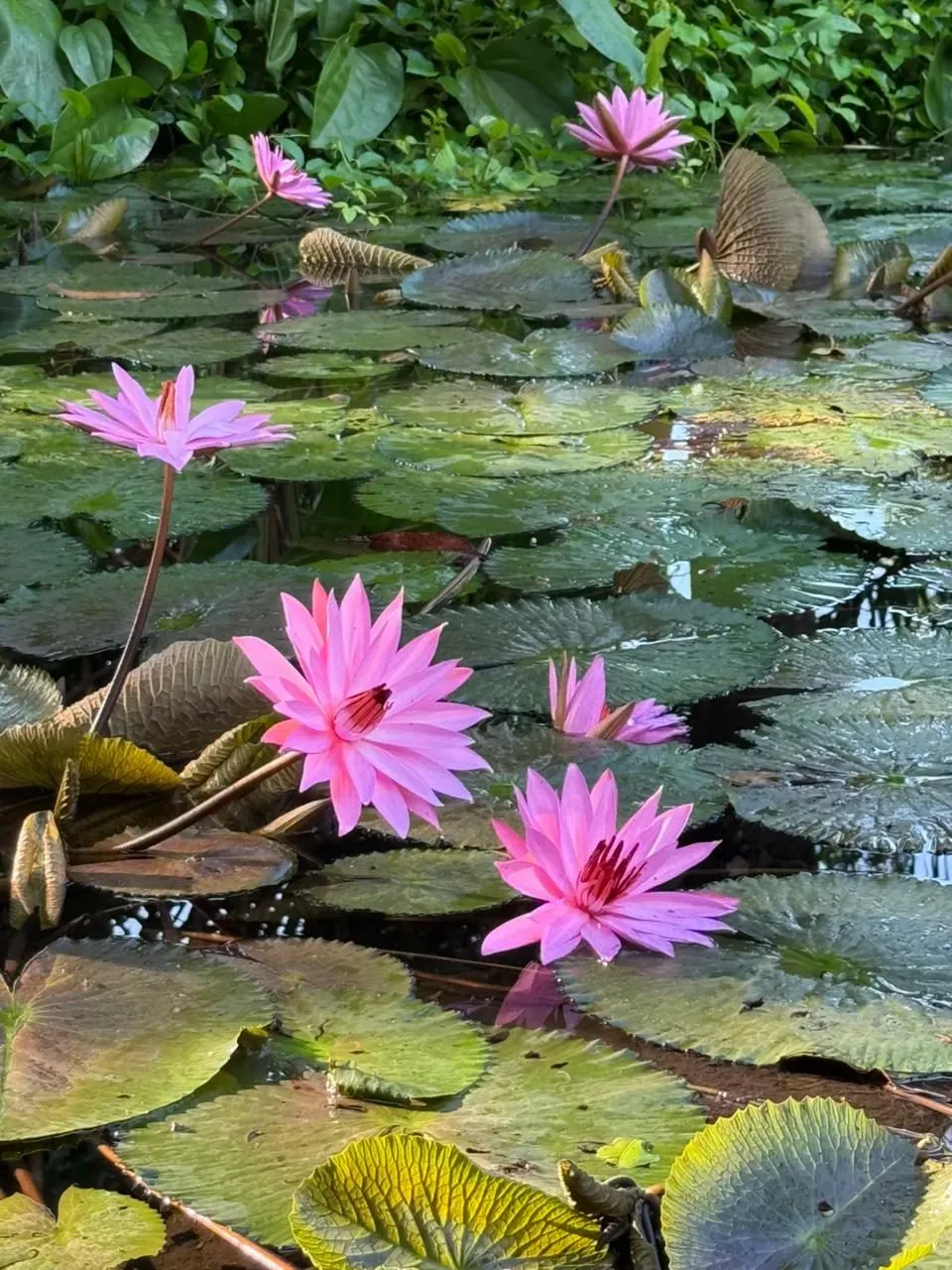 Индонезия, ноябрь 2025