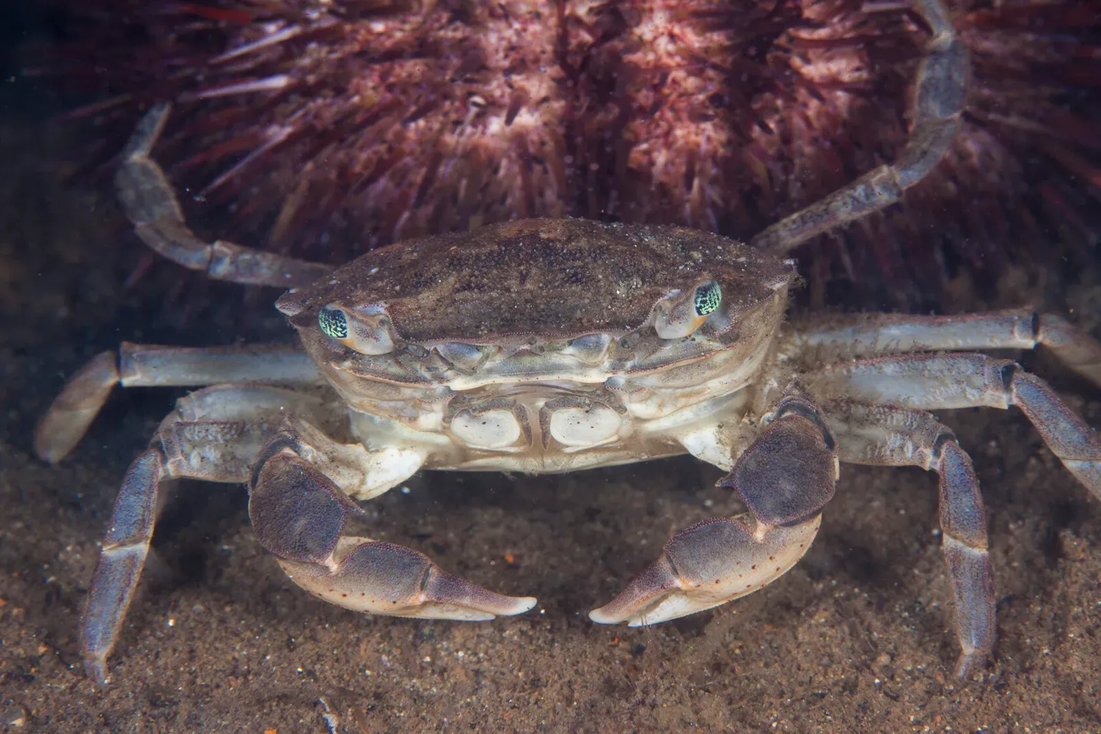 Японское море, сентябрь 2021