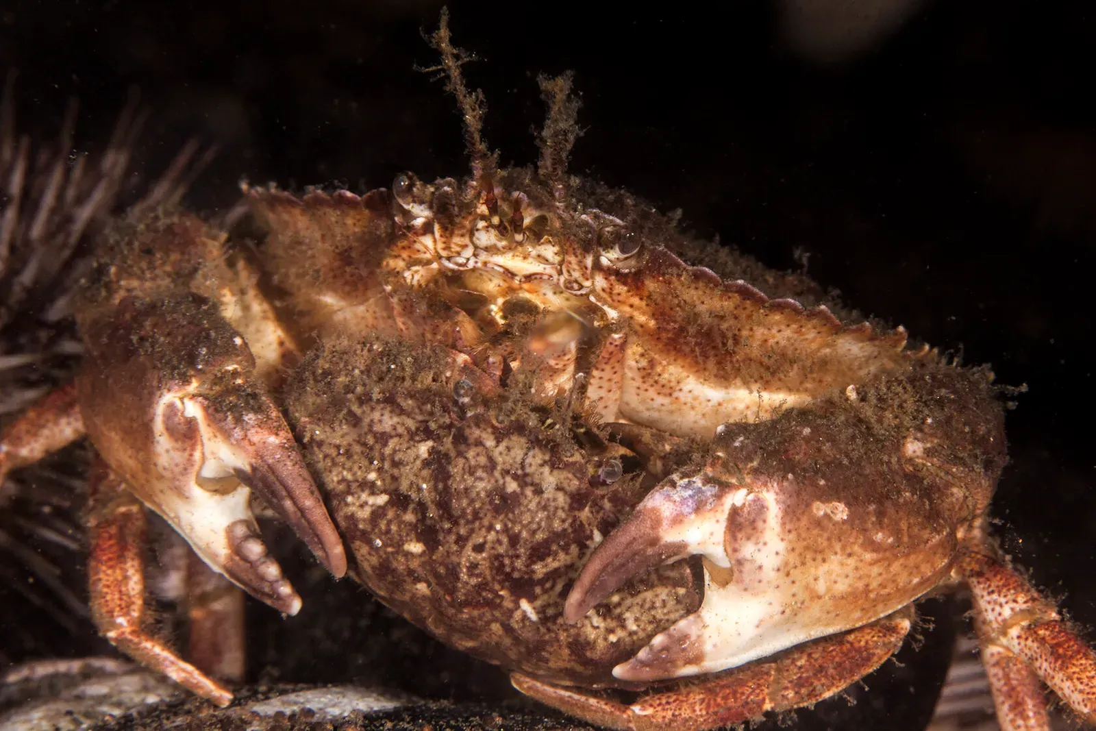 Японское море, сентябрь 2021