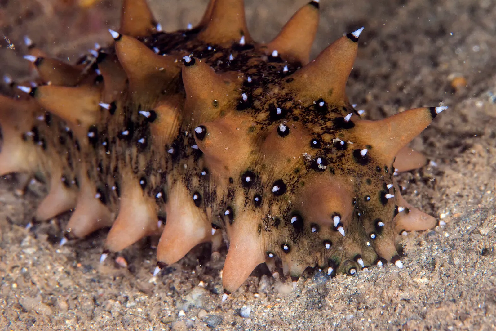 Японское море, сентябрь 2021