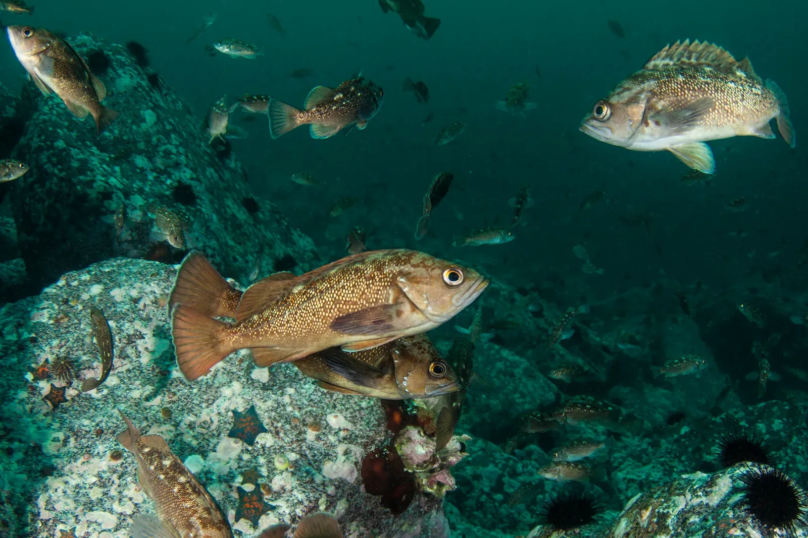 Японское море, сентябрь 2021