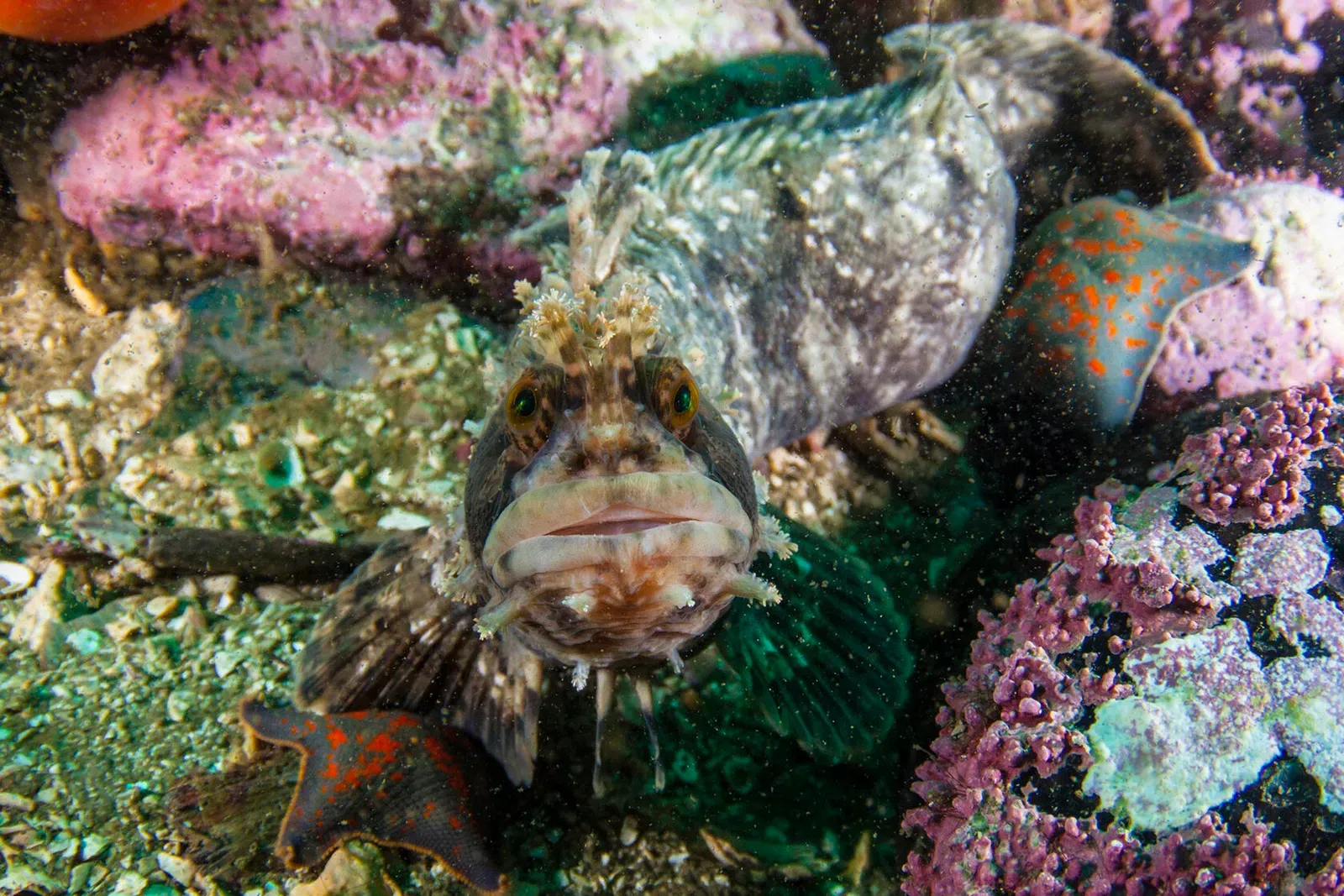 Японское море, сентябрь 2021