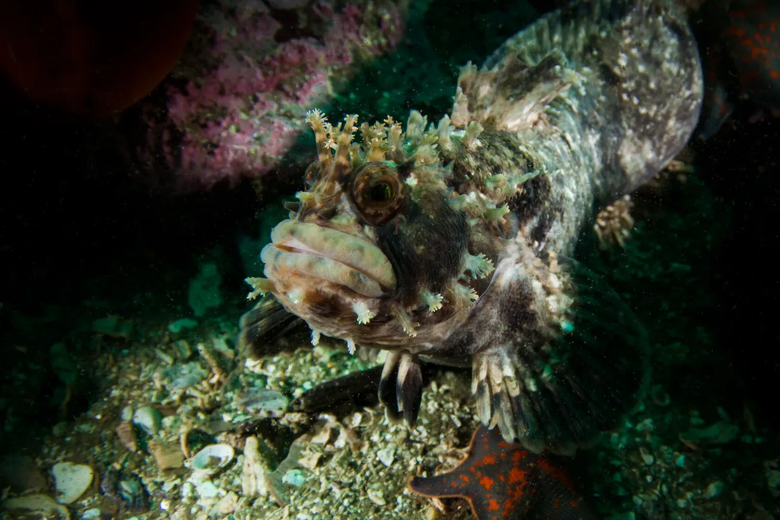 Японское море, сентябрь 2021