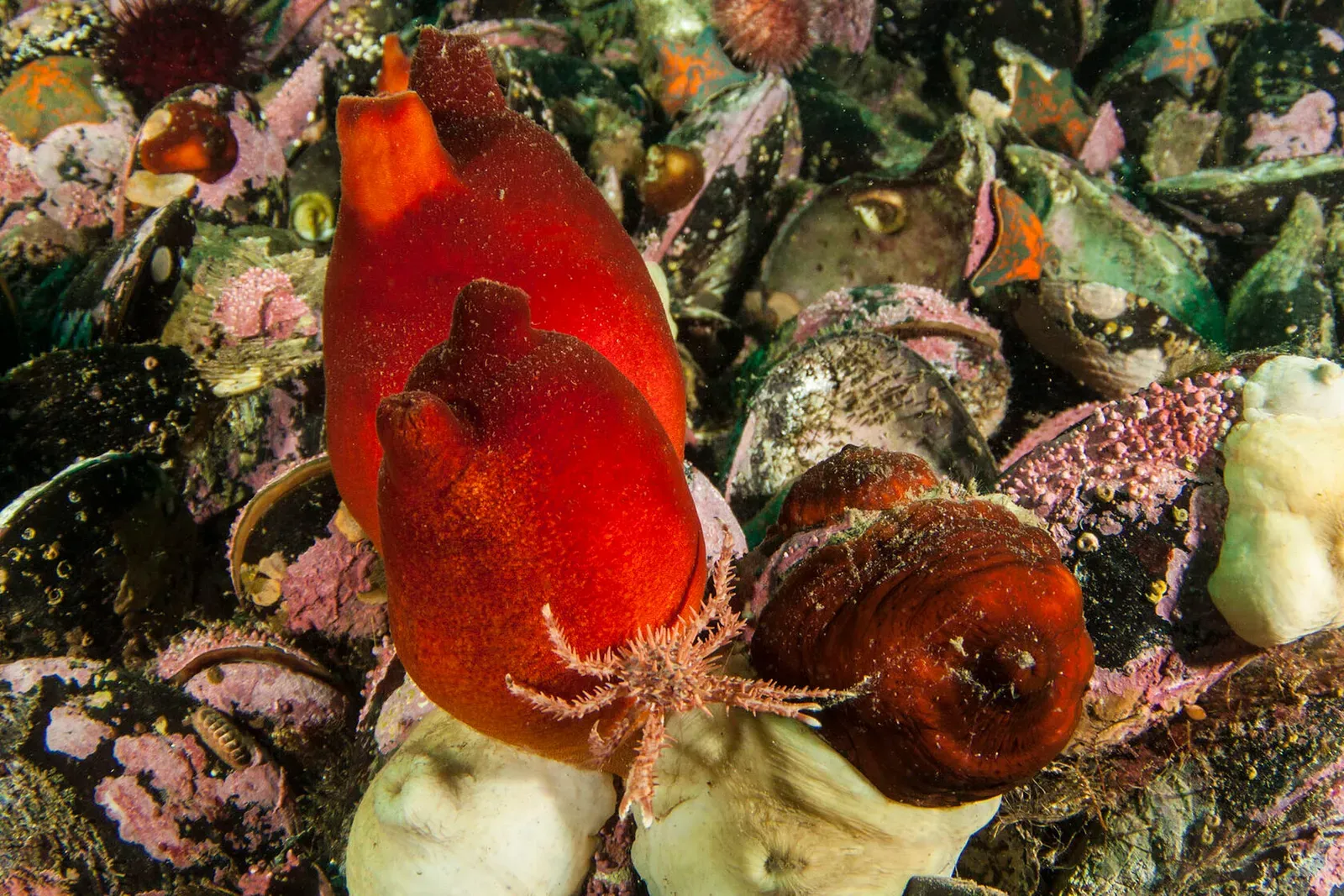 Японское море, сентябрь 2021