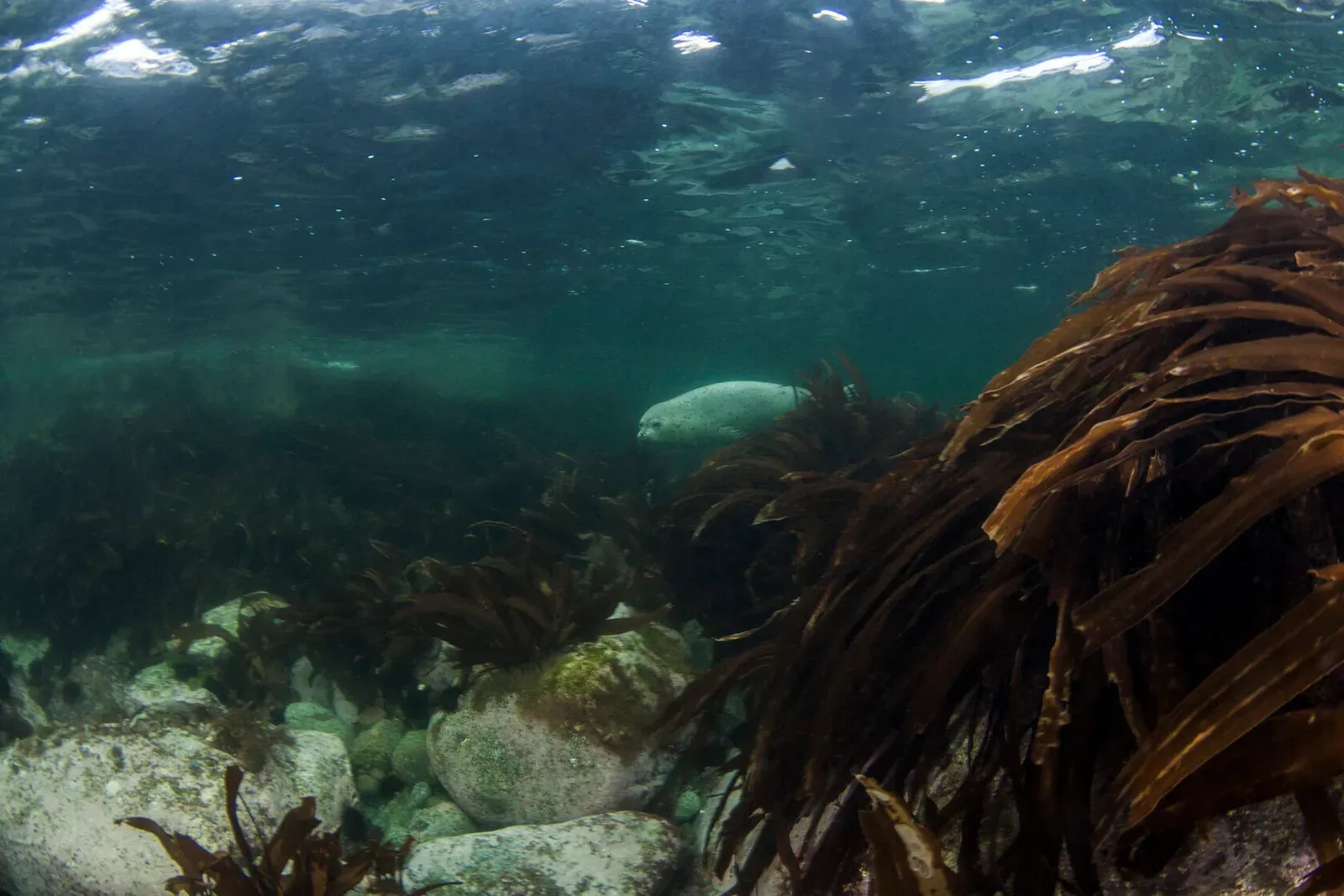 Японское море, сентябрь 2021