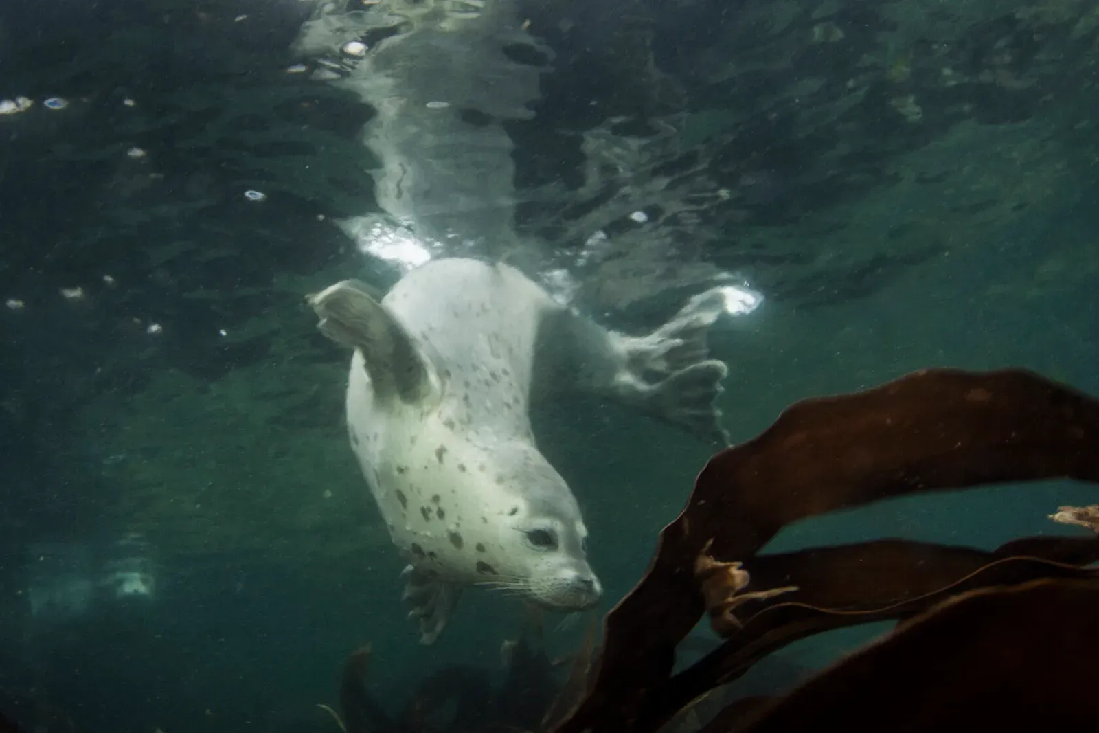 Японское море, сентябрь 2021