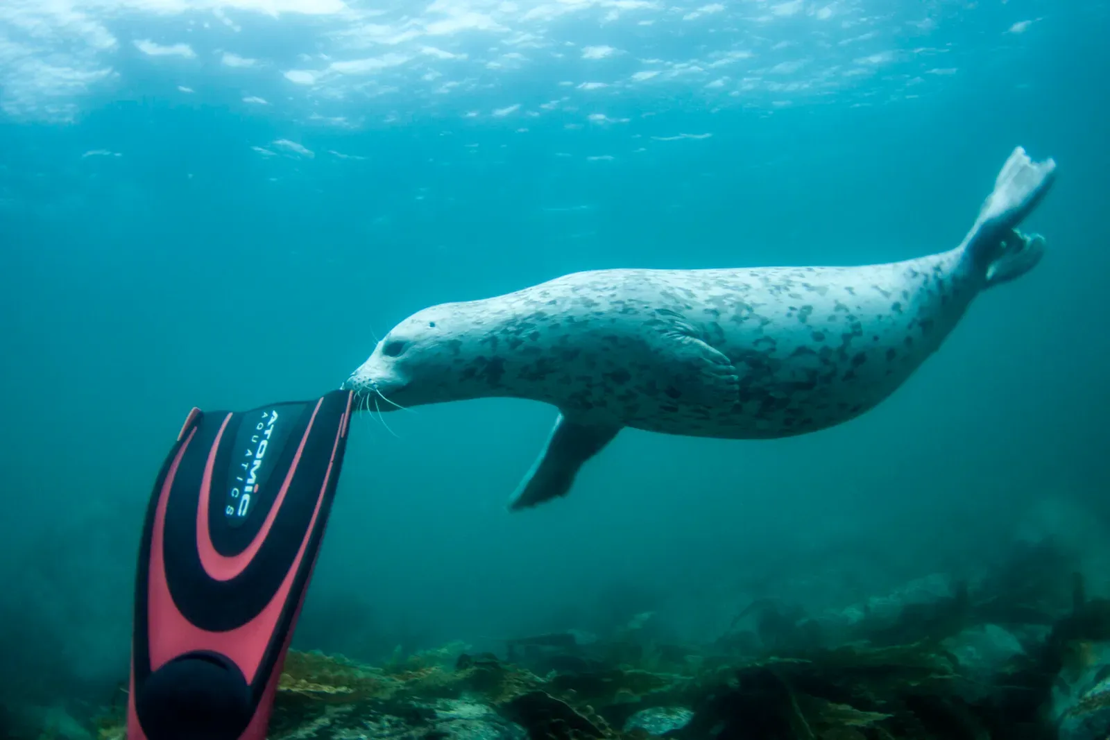 Японское море, сентябрь 2021