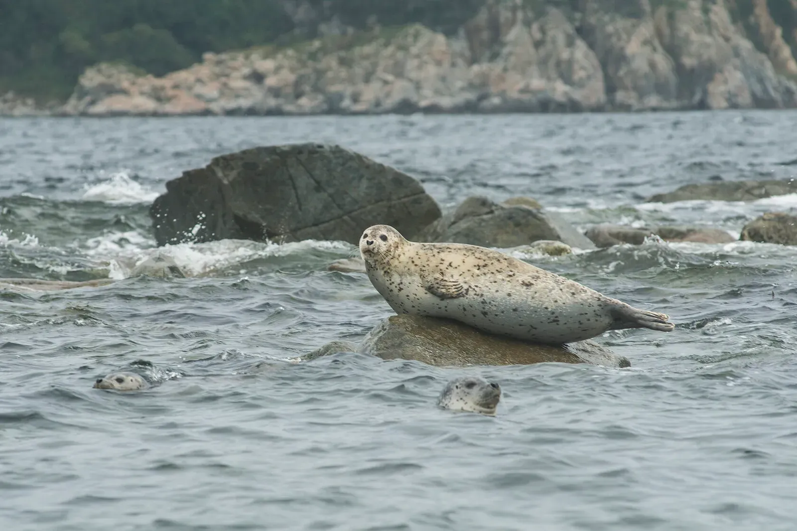 Японское море, сентябрь 2021