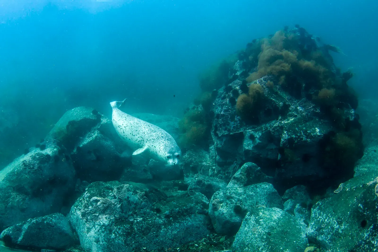 Японское море, сентябрь 2021