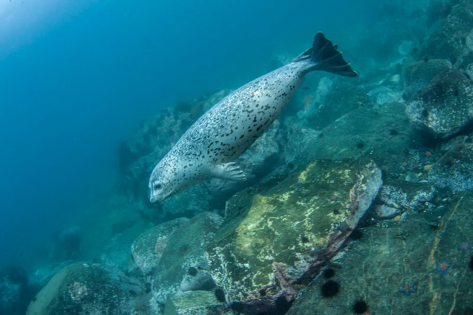 Японское море, сентябрь 2021