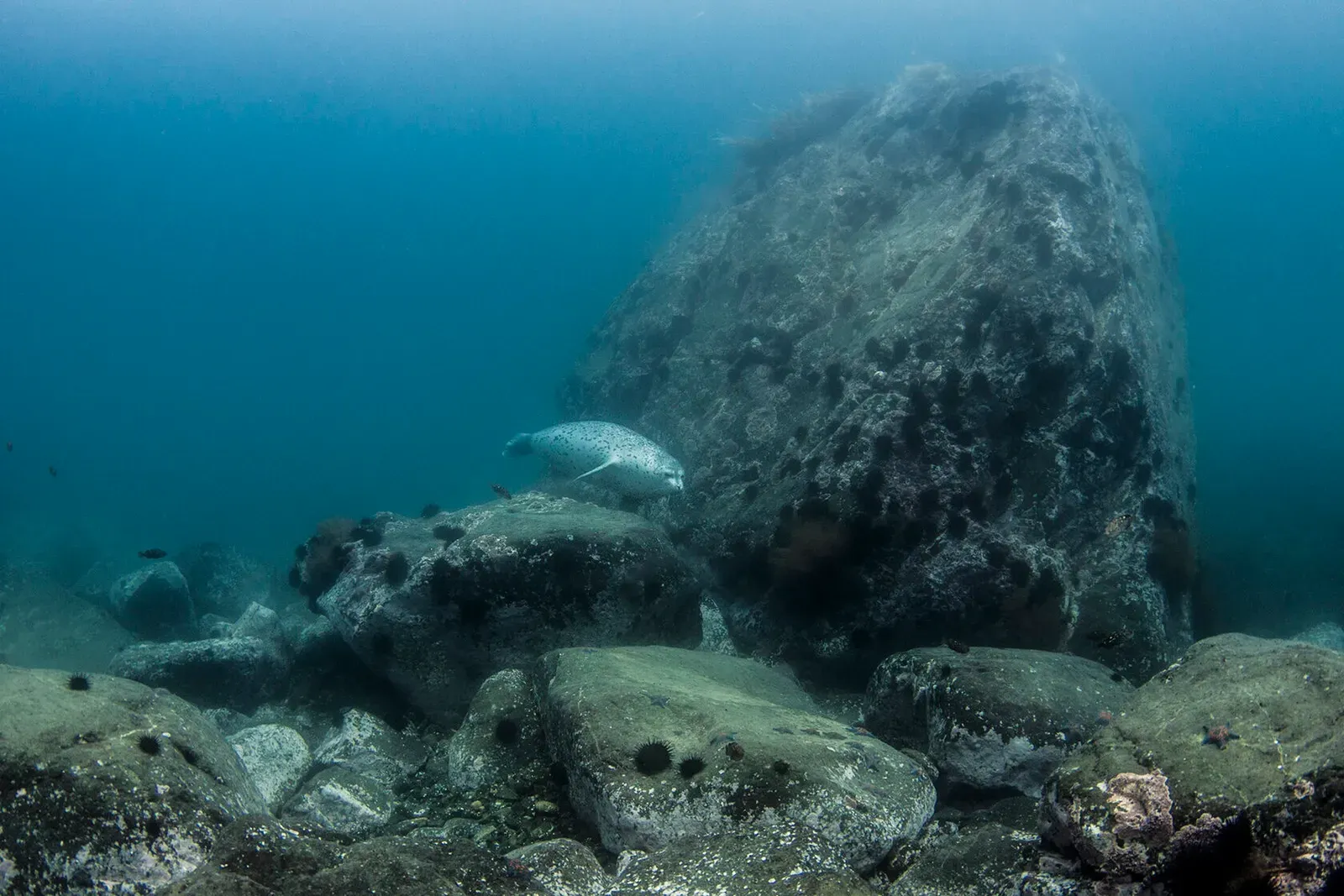 Японское море, сентябрь 2021