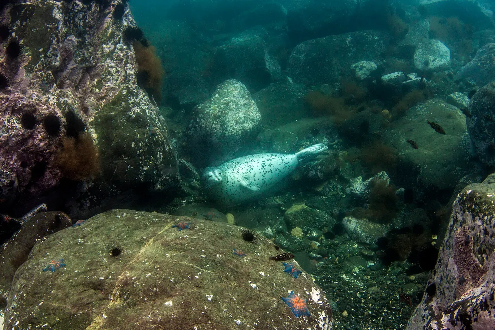 Японское море, сентябрь 2021